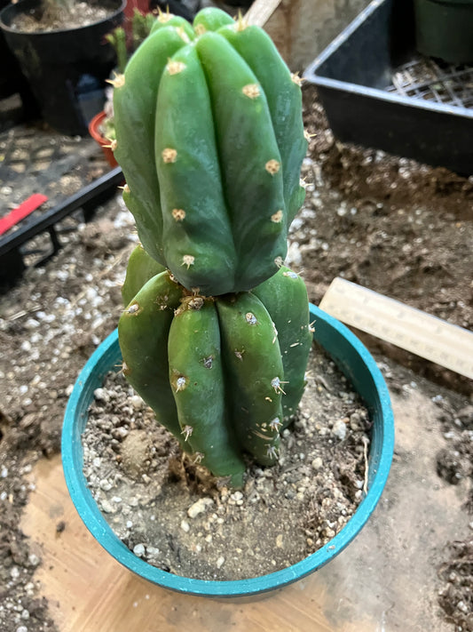 San Pedro Cactus - Trichocereus pachanoi 6.5" Tall #93R