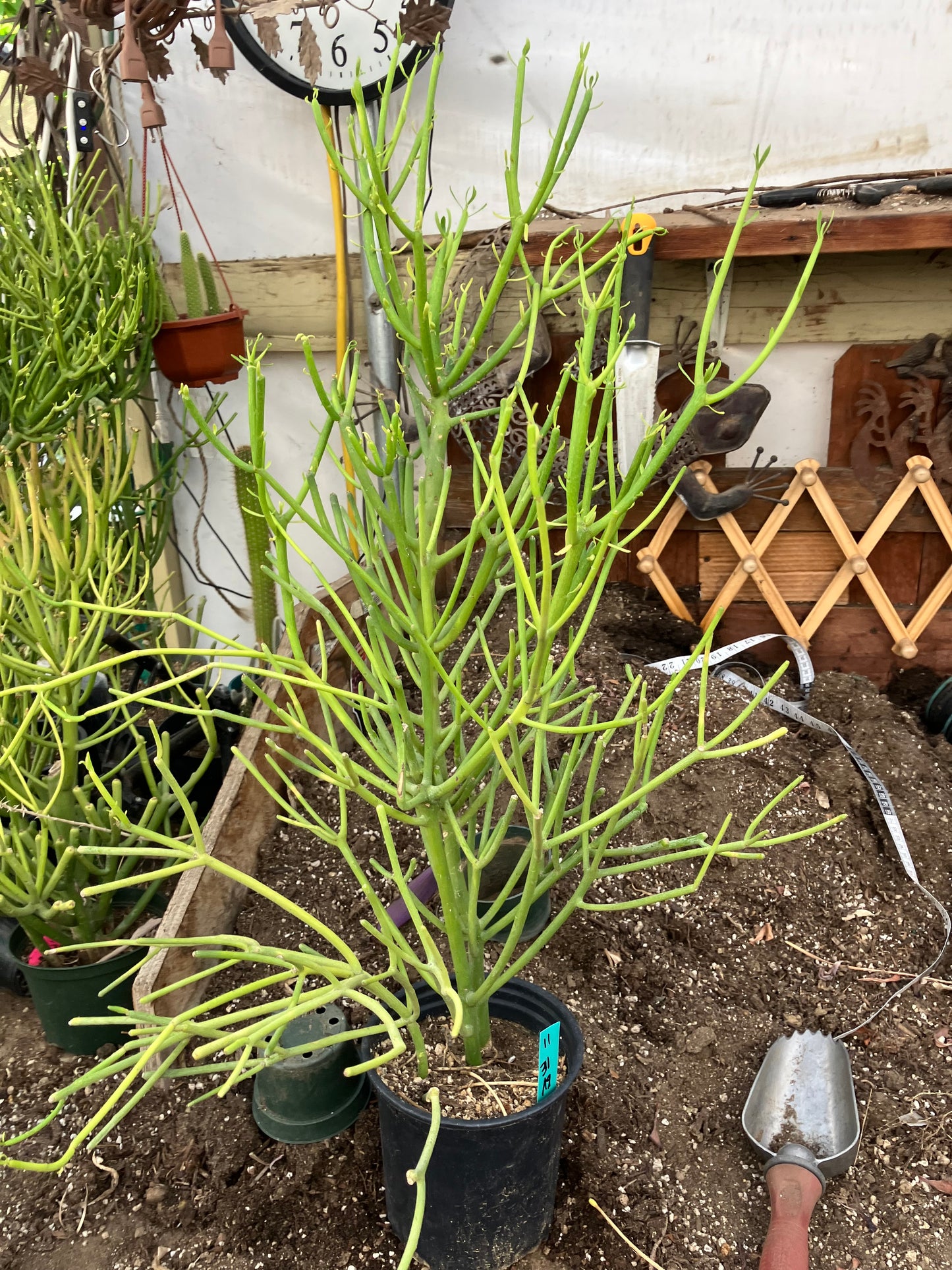 Euphorbia tirucalli Pencil Cactus/Succulent 31"Tall 19"Wide #11G