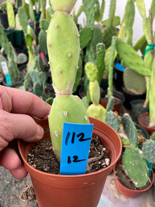 Opuntia canterae elata Ground Crawler 12"Tall #112B