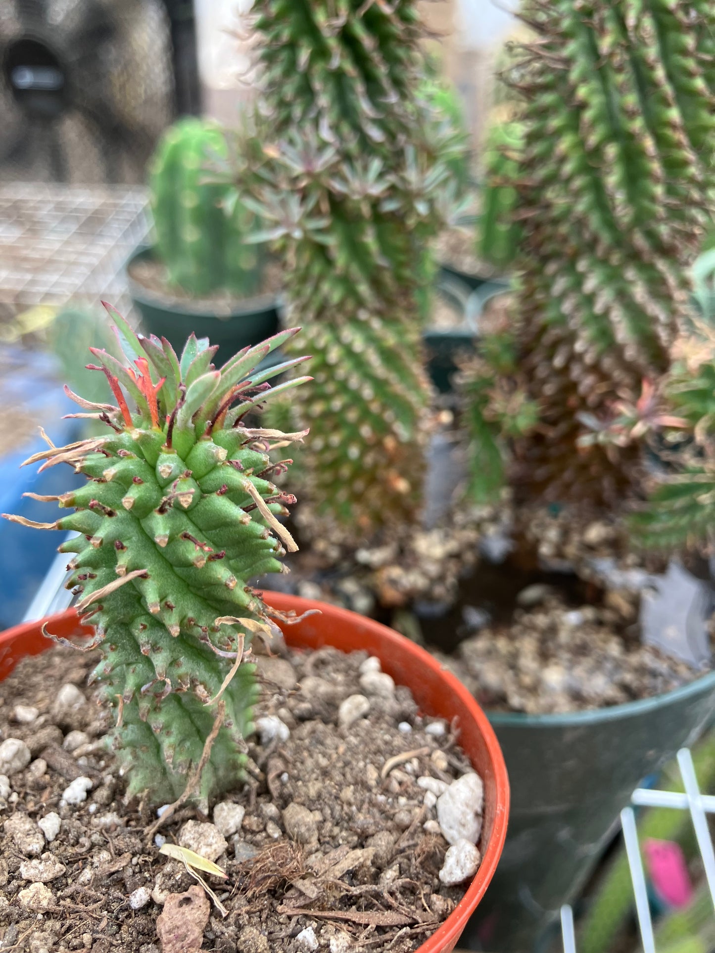 Euphorbia Twinkle Twirl  2" Tall #203P