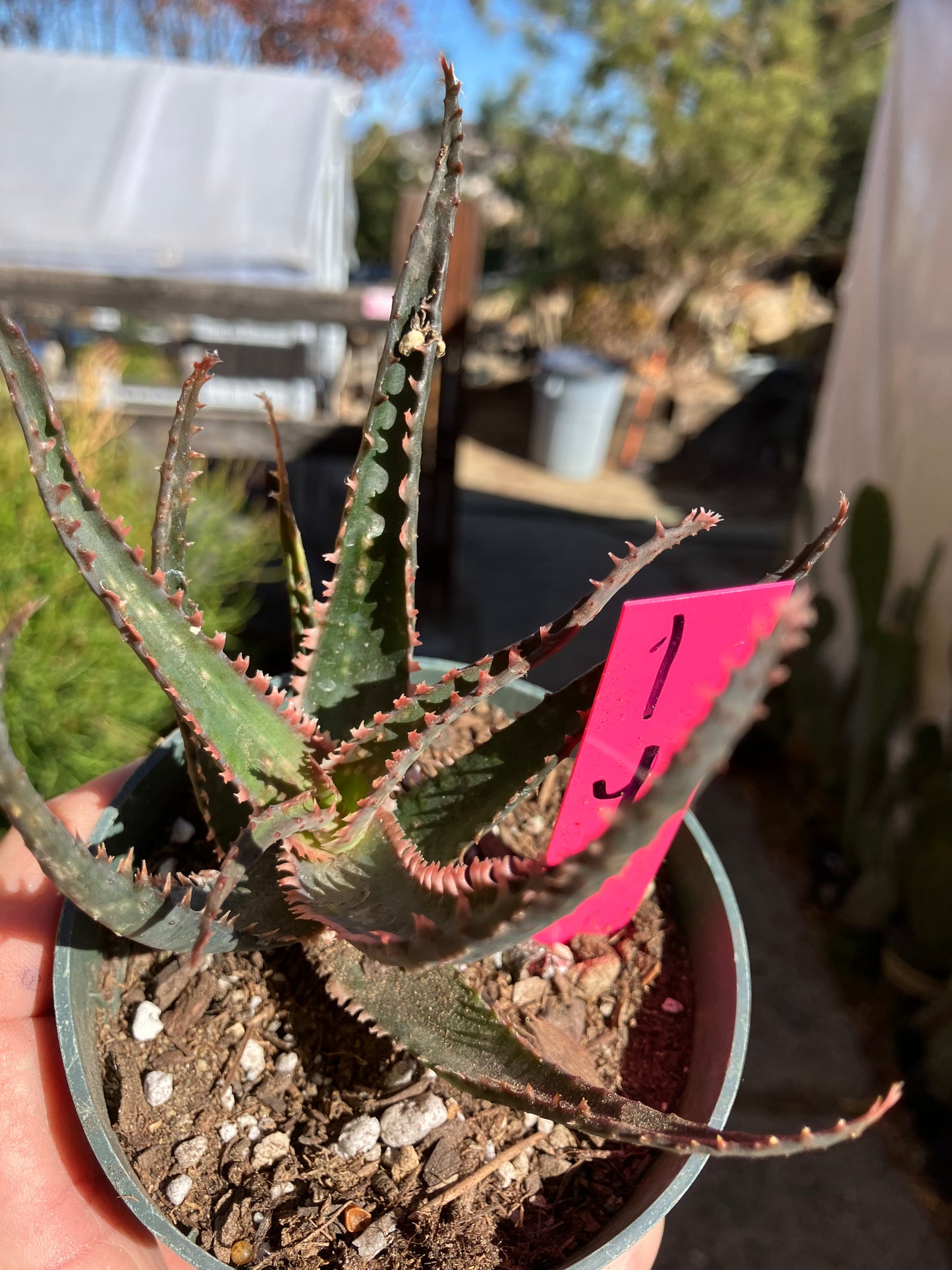 Aloe  Swordfish Succulent 4"Wide #1P