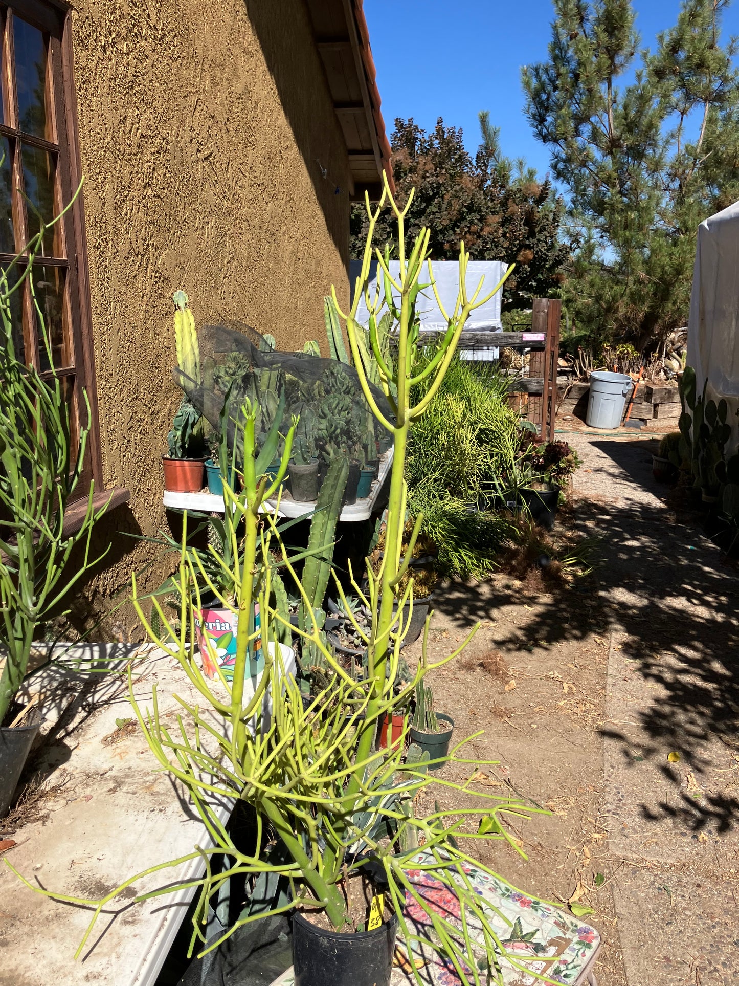 Euphorbia tirucalli Pencil Cactus/Succulent 38"Tall 11"Wide #95y