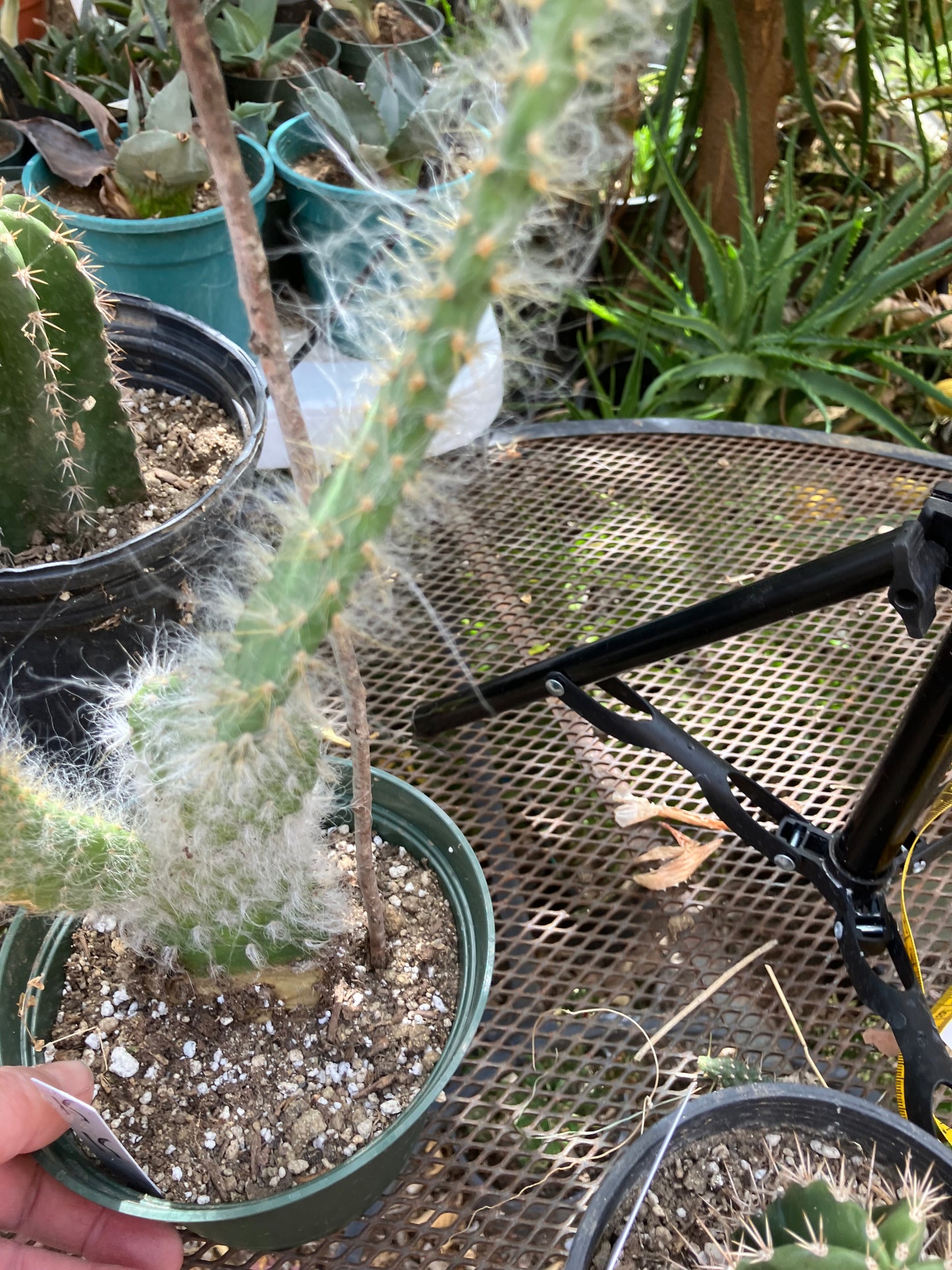 Opuntia erinacea ursine Snow Ponytail Cactus 15”Tall #15W