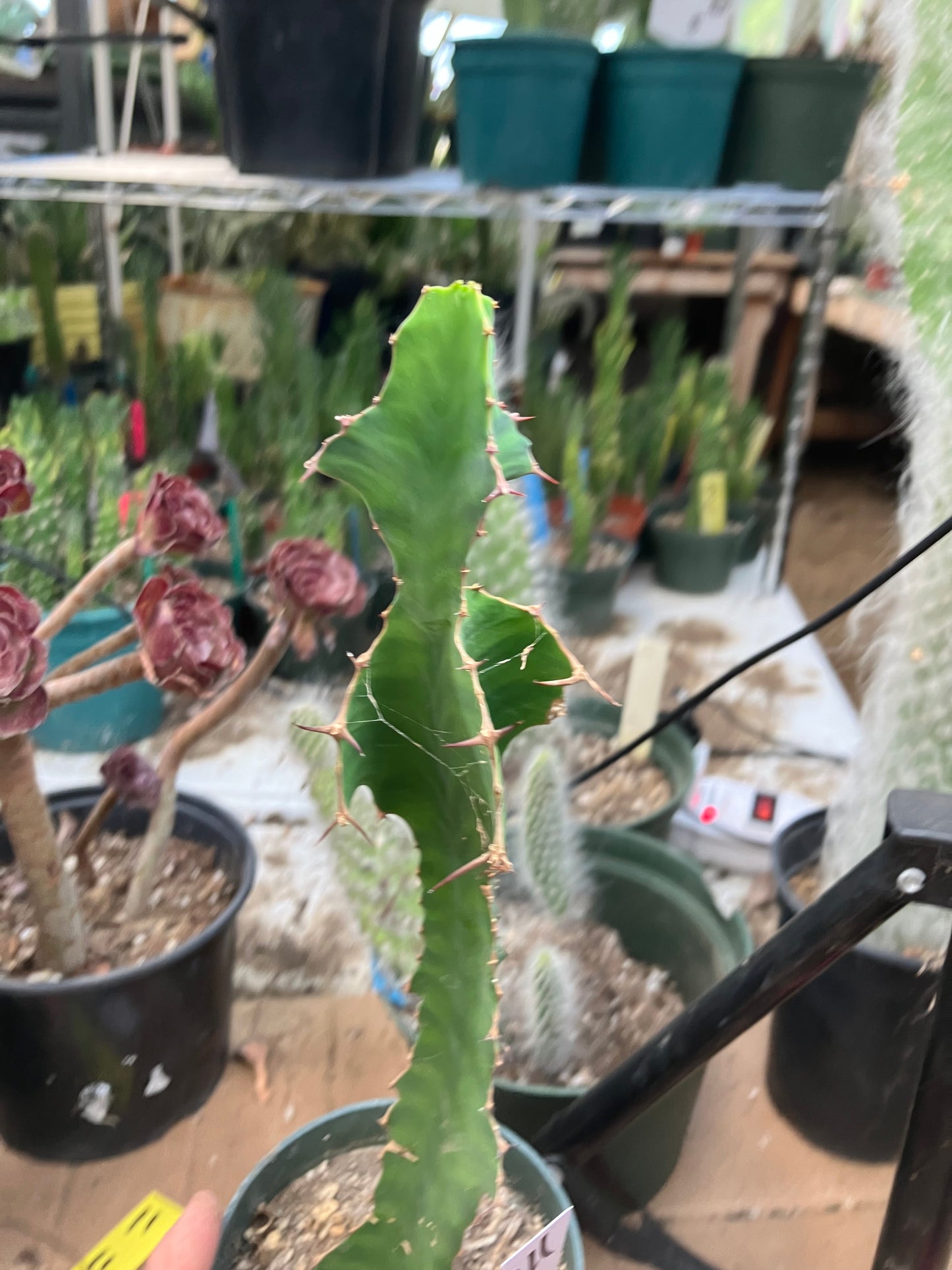 Euphorbia pseudocactus Zig Zag 11”Tall #011W