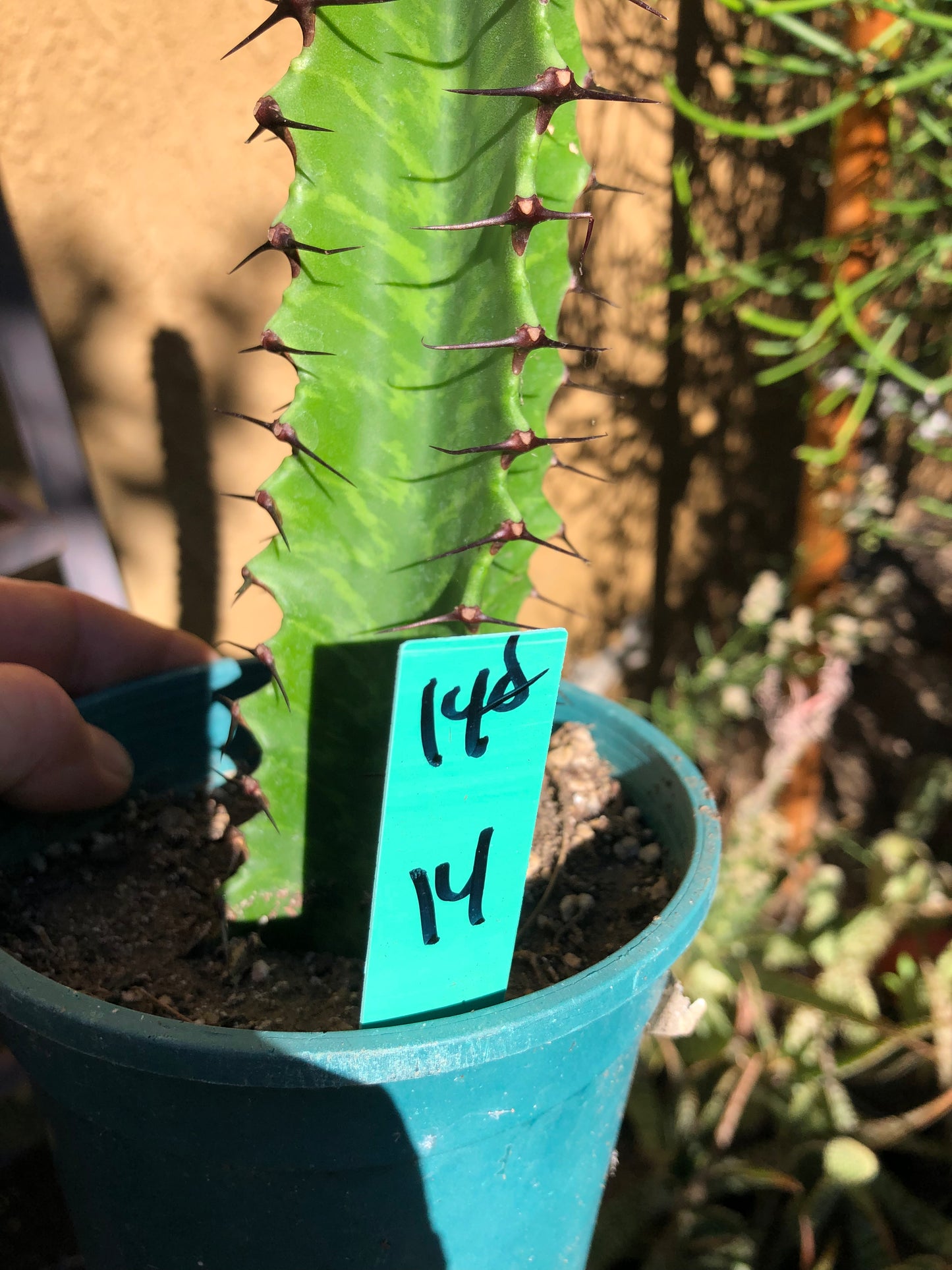 (Euphorbia ingens Candelabra Tree 14”Tall #140G