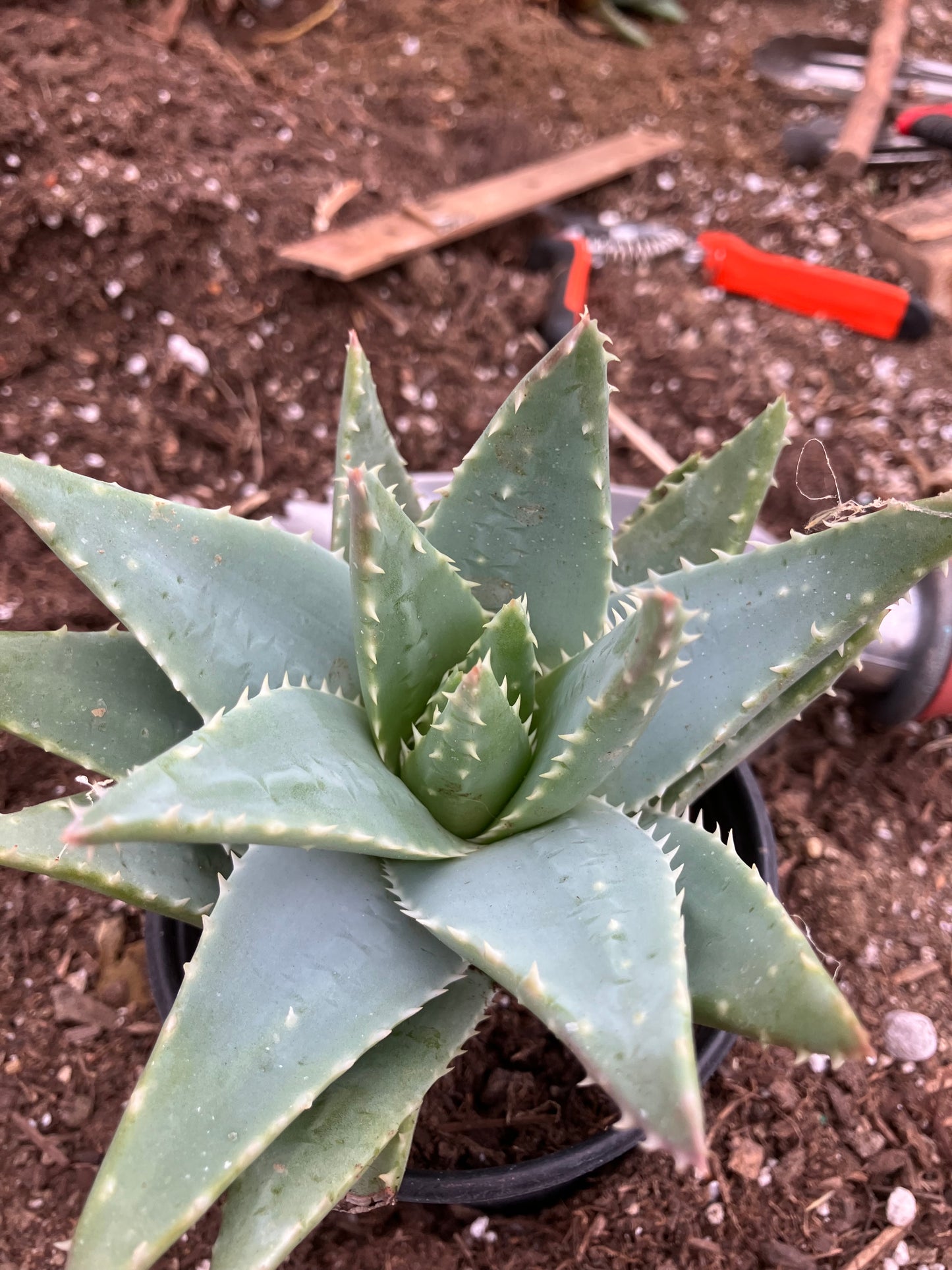 Aloe Brevifolia Short Leaf Aloe  Succulent 5" Wide #91G