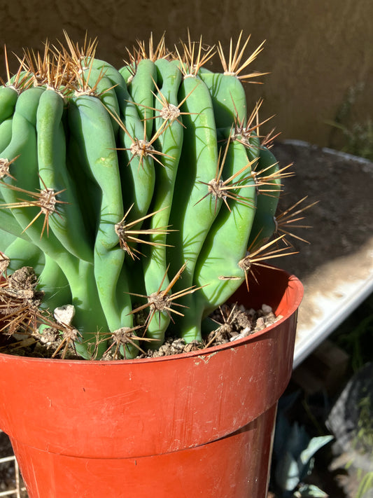 Cereus Peruvianus Monstrose Night Blooming 5" Tall 5.5"Wide #555Y