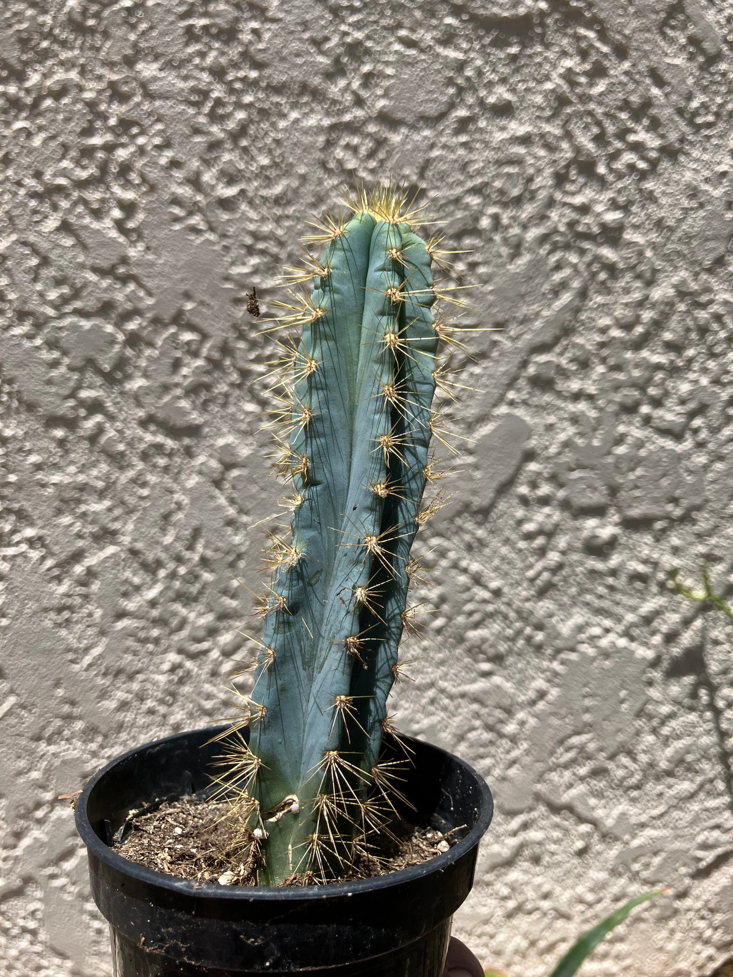 Pilosocereus Blue Azureus Cactus 5"Tall #36G