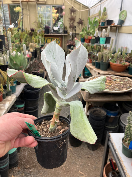 Cotyledon Silver Waves Succulent 7.5"Tall #2G