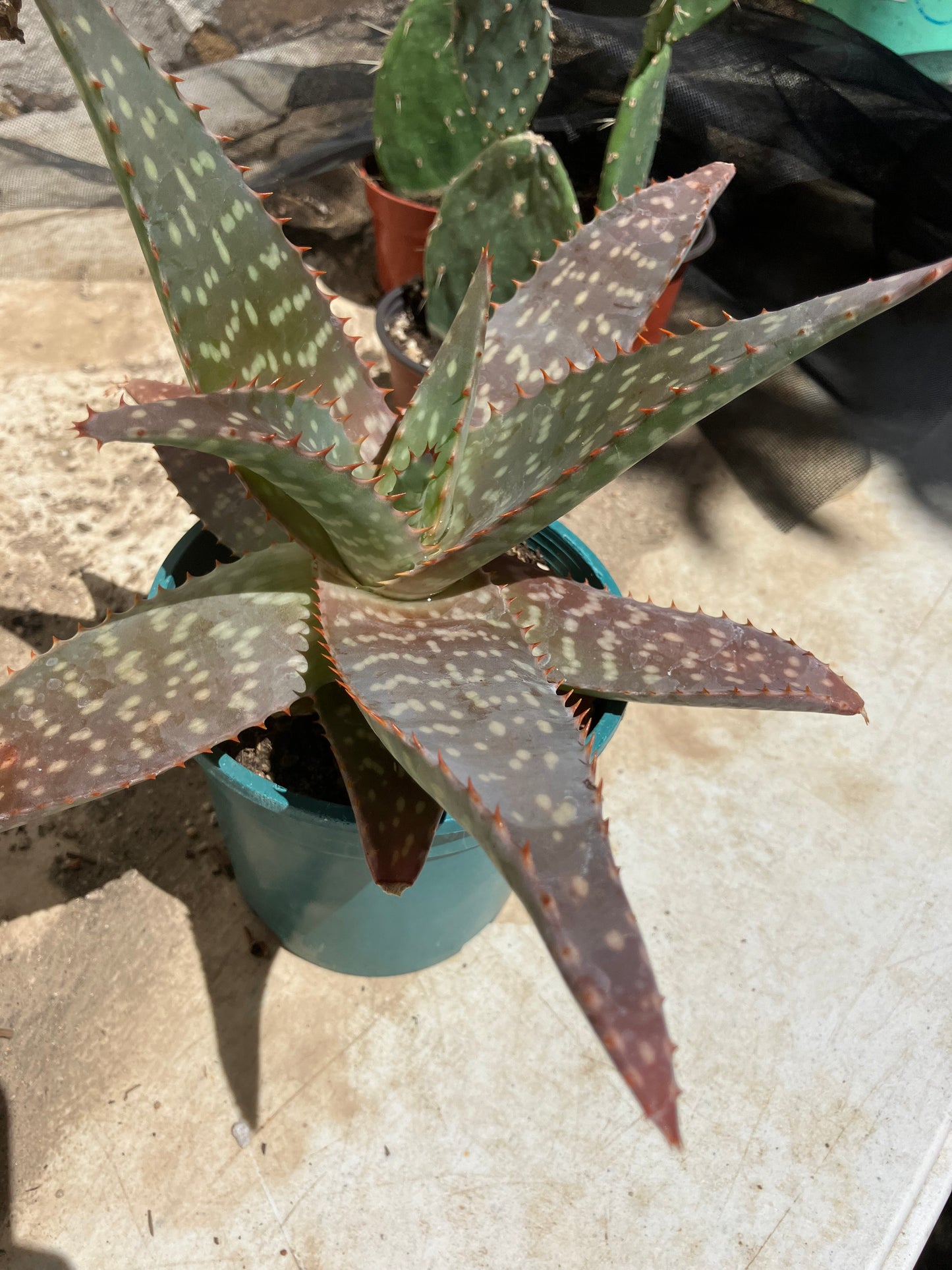 Aloe ~maculata "Soap Aloe" 13" Wide #013Y