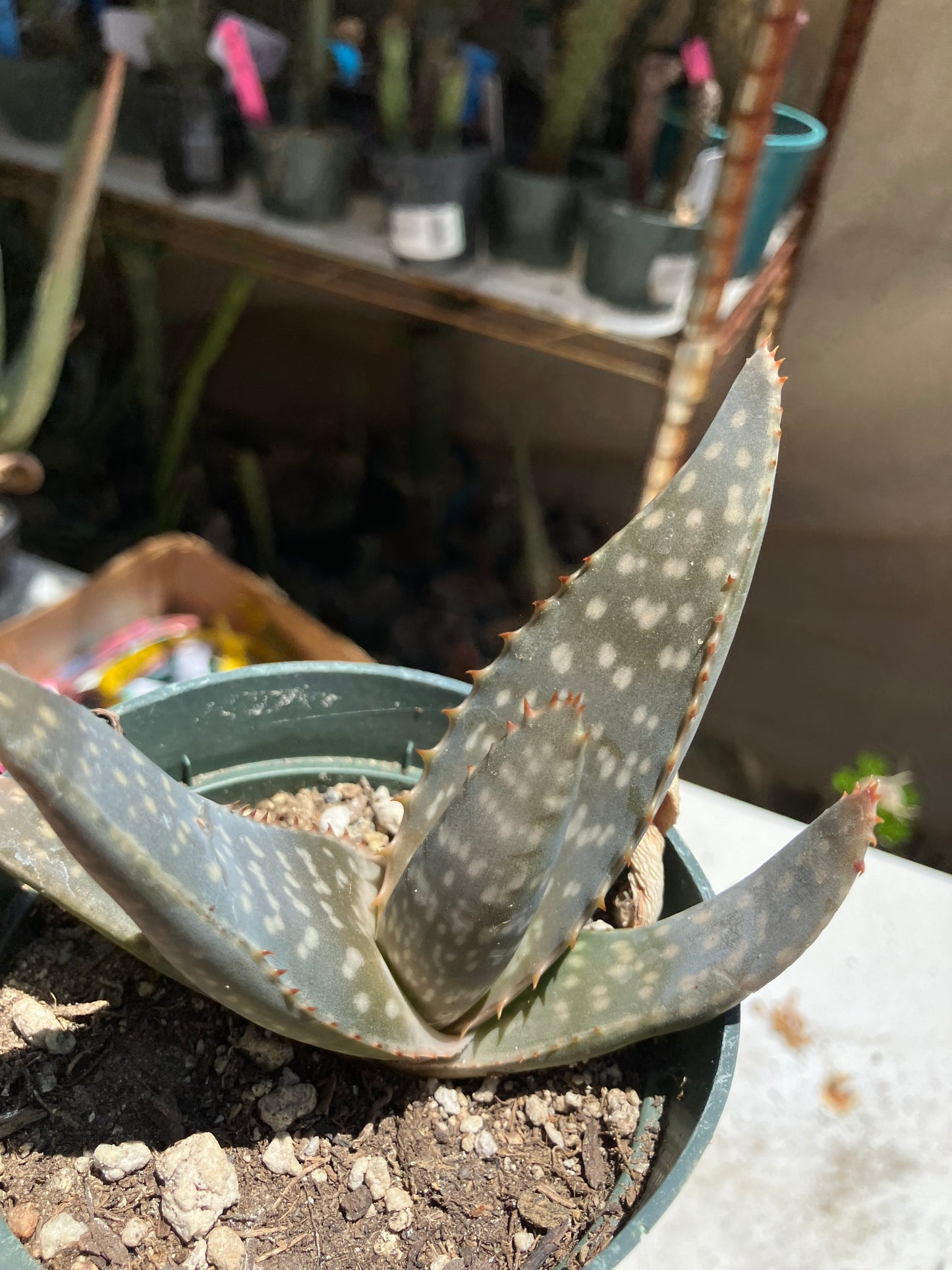 Aloe ~maculata "Soap Aloe" 4" Wide  #40G