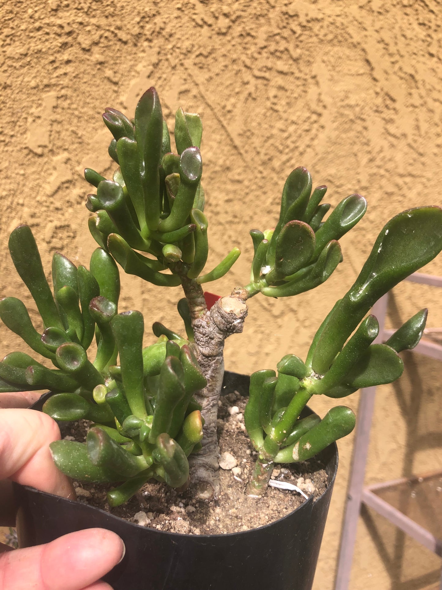 Crassula Gollum Jade Succulent Bonsai Style Living Plant 6”Tall #76R