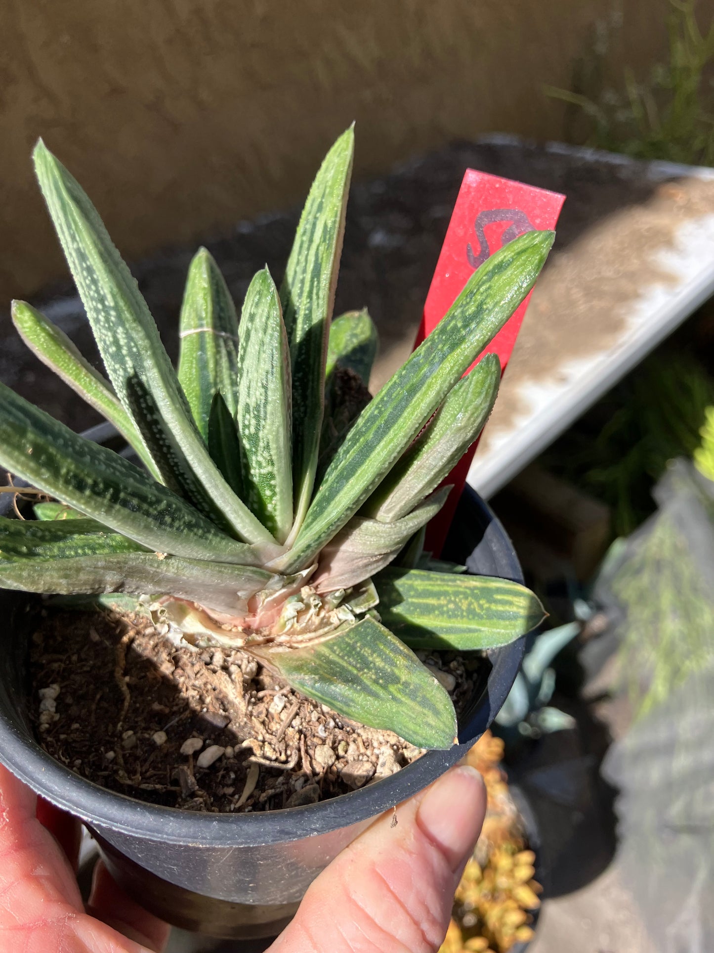 Gasteria Succulent Little Warty 5”Wide #50R