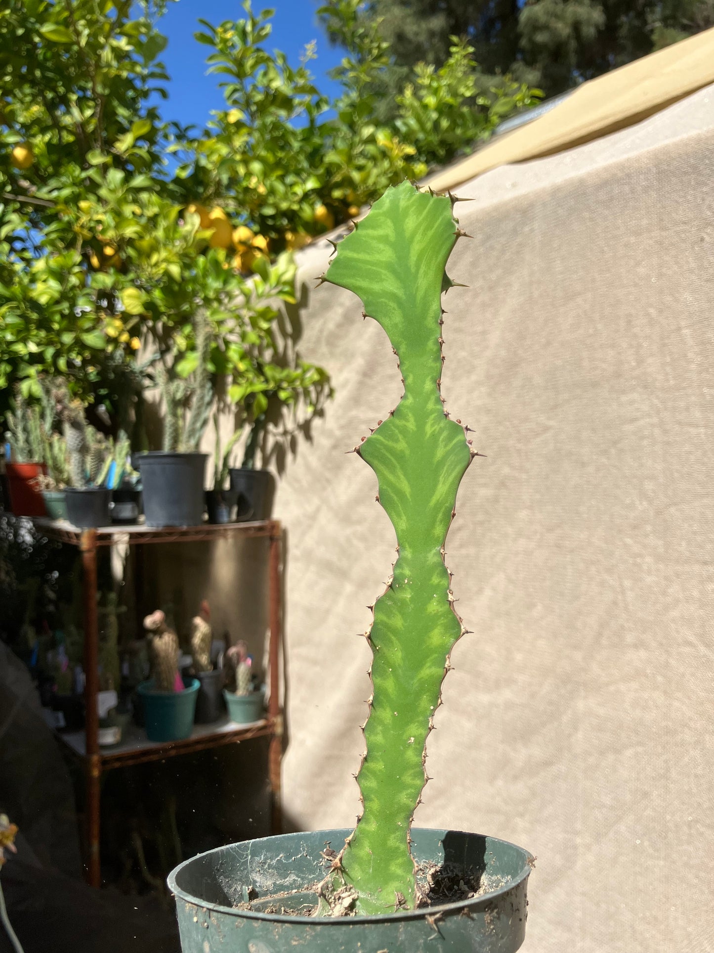 Euphorbia pseudocactus Zig Zag 8.5”Tall #59P