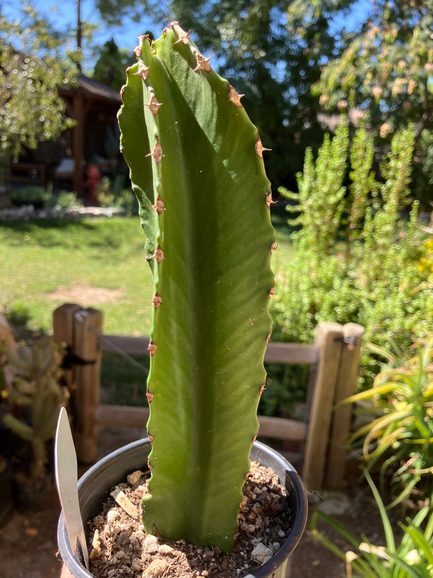 Euphorbia ingens Candelabra Tree Chocolate Drop 8”Tall #14W