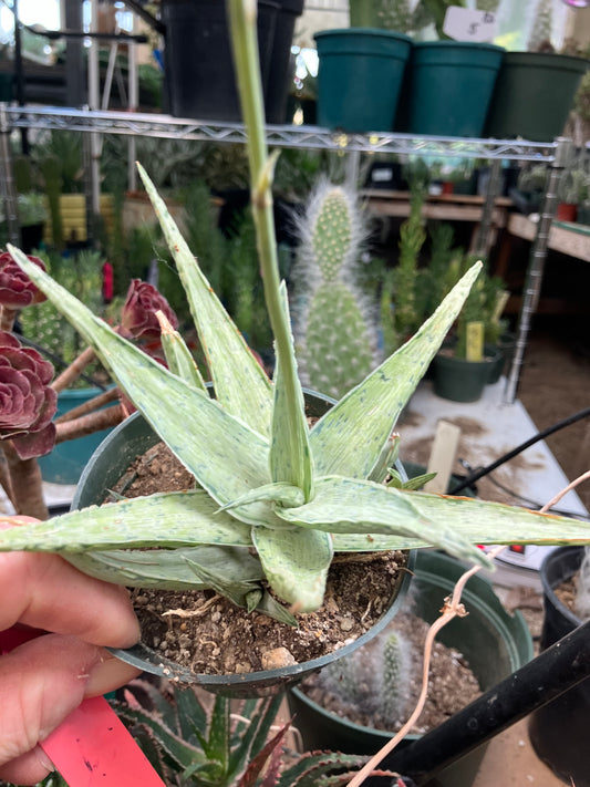 Aloe Hybrid Snow Drift Succulent 6”Wide #60R