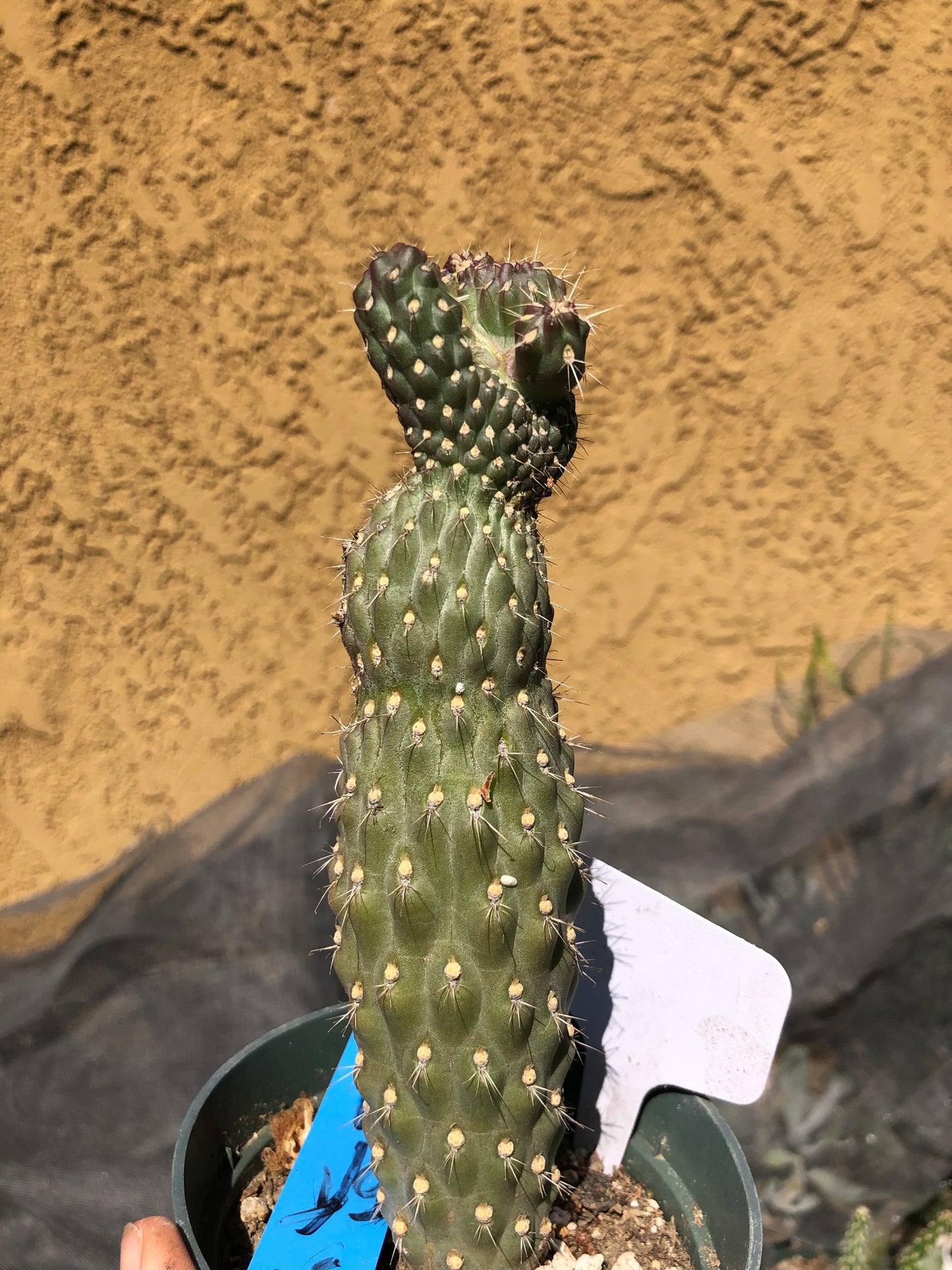 Cylindropuntia fulgida Cholla Boxing Glove Cactus Crest 5"Tall #3B
