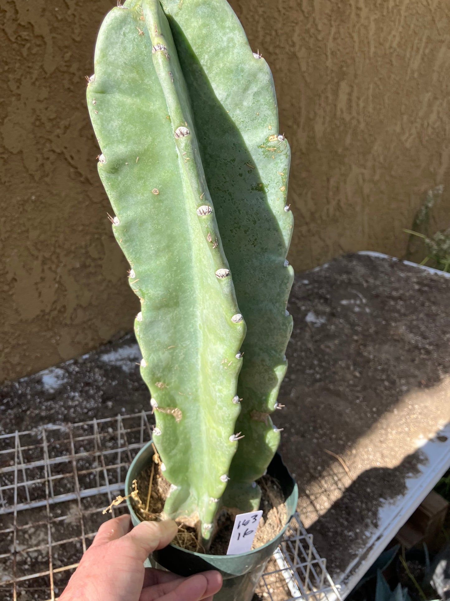 Cereus Peruvianus  Night Blooming 16"Tall #163W