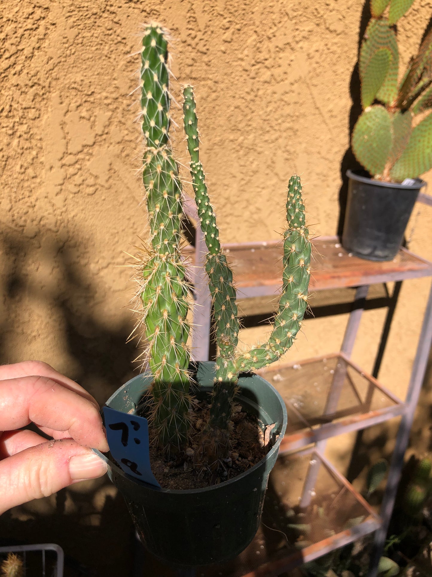 Cholla Cylindropuntia  Buckhorn Cactus 8”Tall #7B