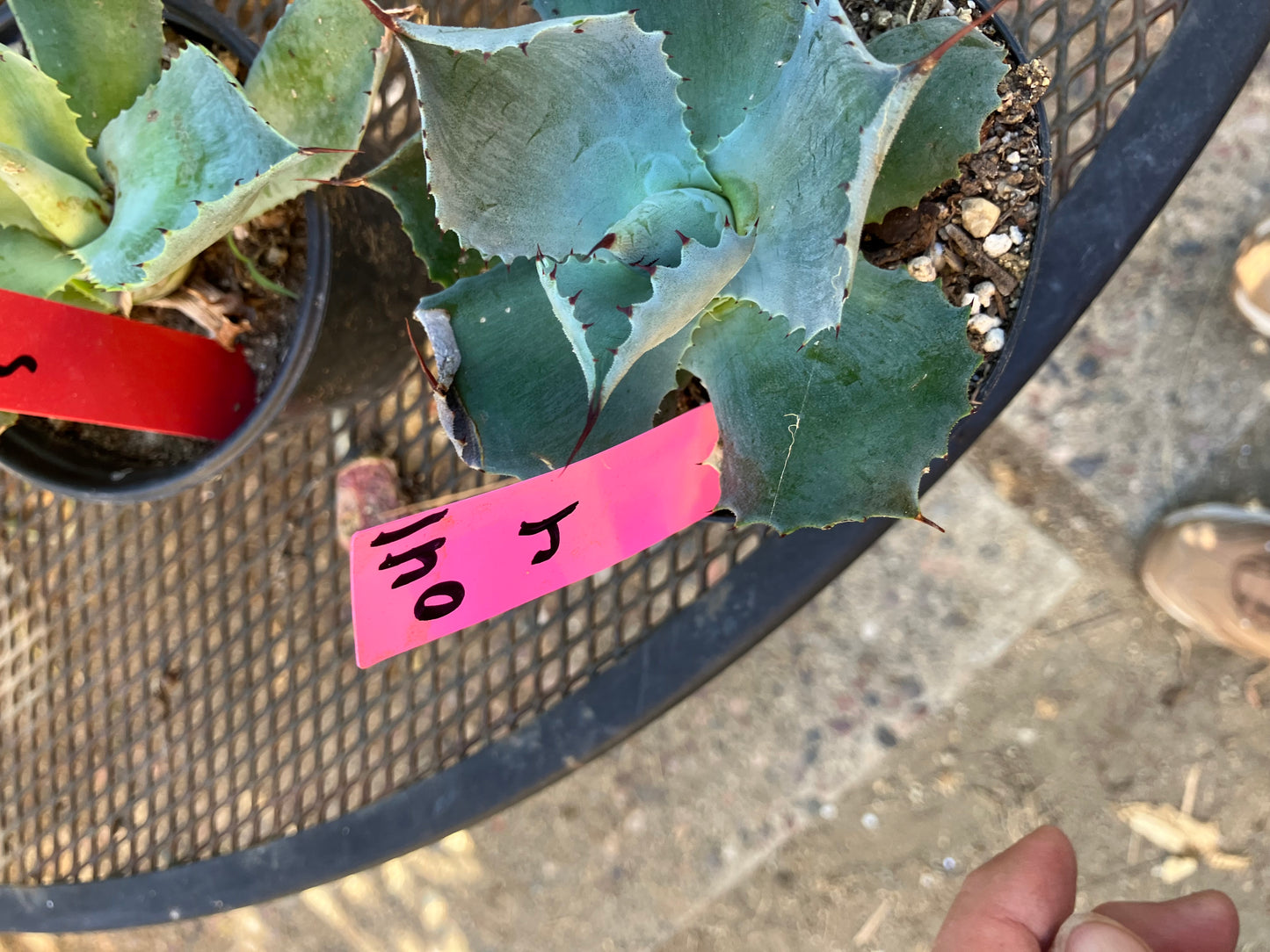 Agave Confederate Rose 4" Wide #041P