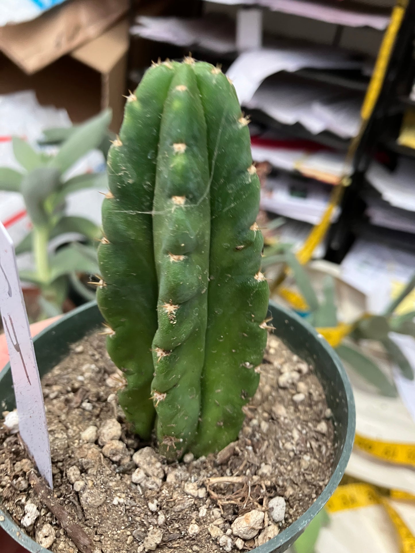 San Pedro Cactus  Trichocereus pachanoi 4"Tall #3W