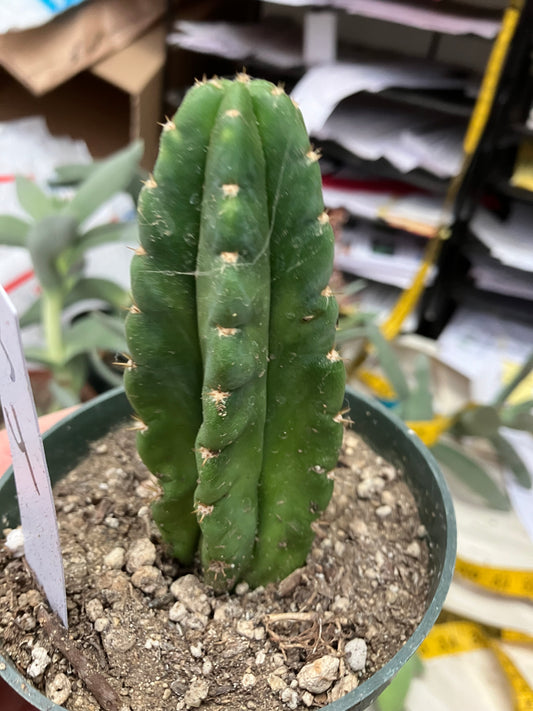 San Pedro Cactus  Trichocereus pachanoi 4"Tall #3W