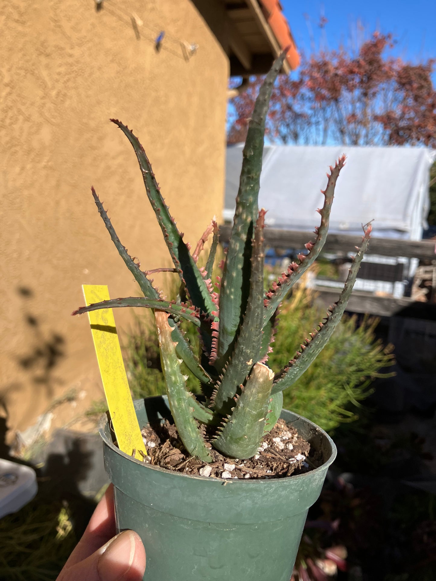 Aloe  Swordfish Succulent 6" Wide #5Y