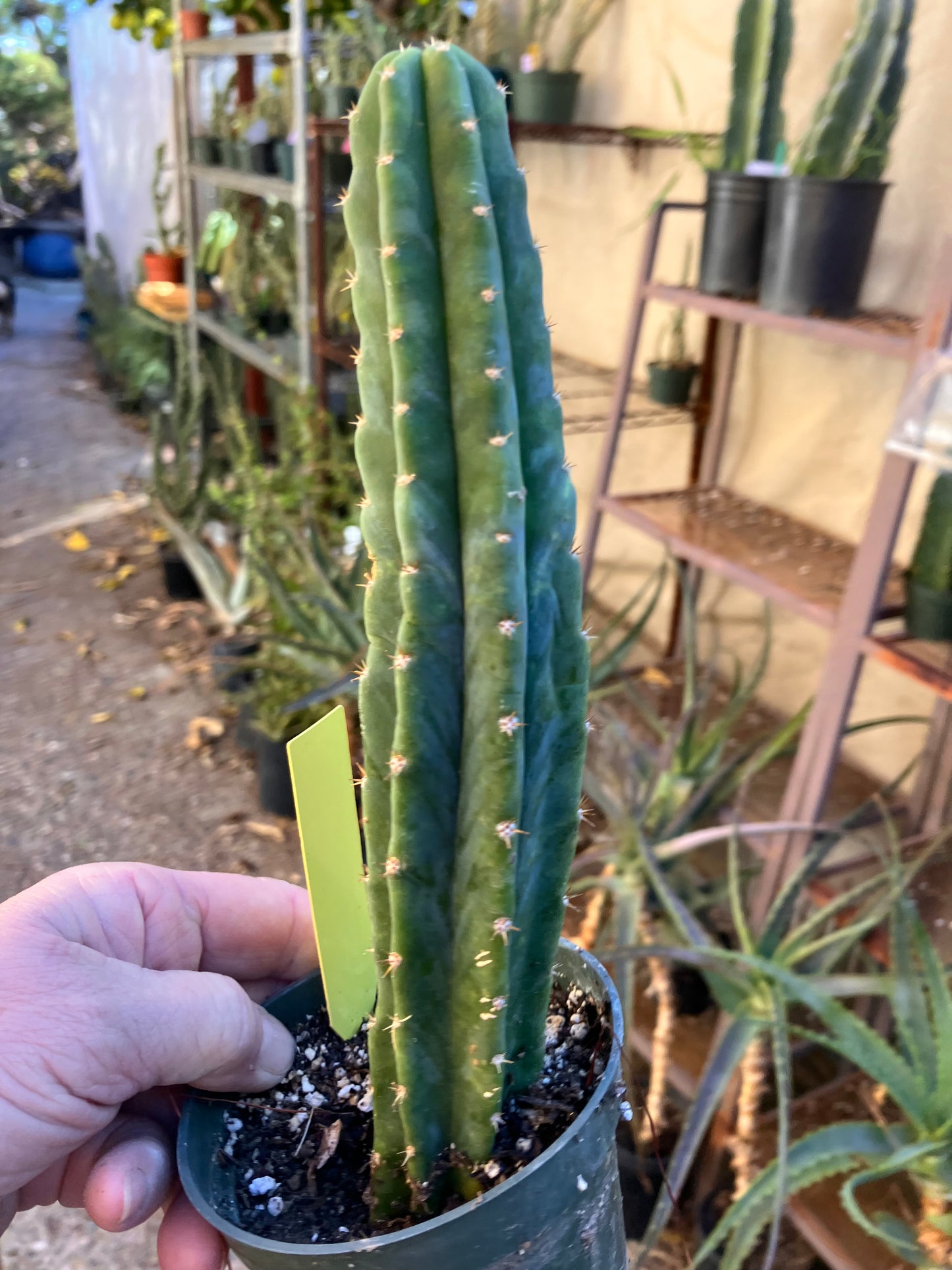 San Pedro Cactus - Trichocereus pachanoi 9"Tall #8y