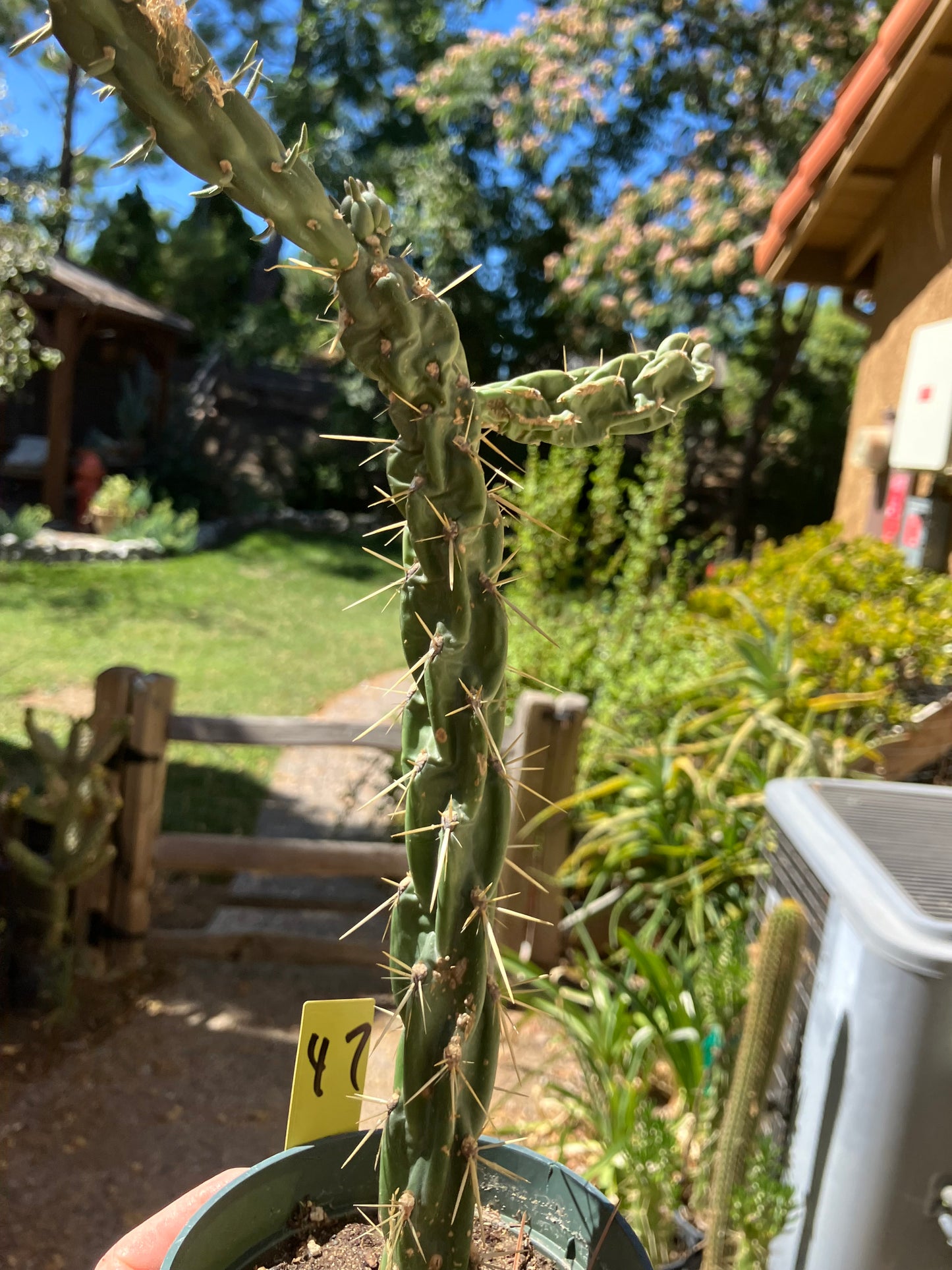 Cholla Cylindropuntia  Buckhorn  Cactus 10”Tall #47Y