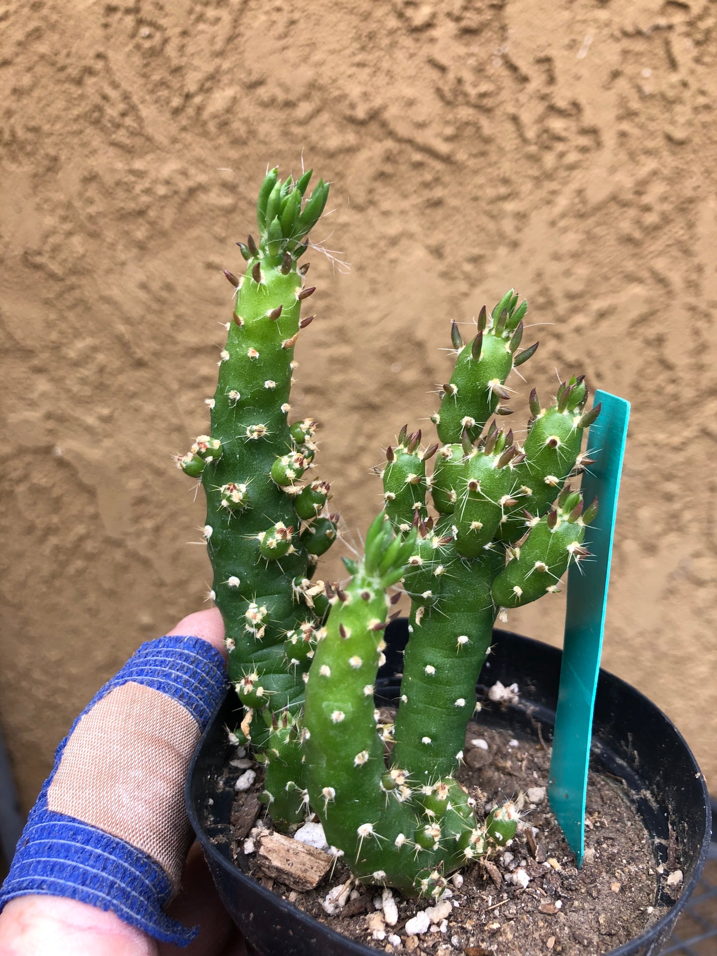 Austrocylindropuntia Cactus Gumbi Mini Eve's Needle 4"Tall #40G
