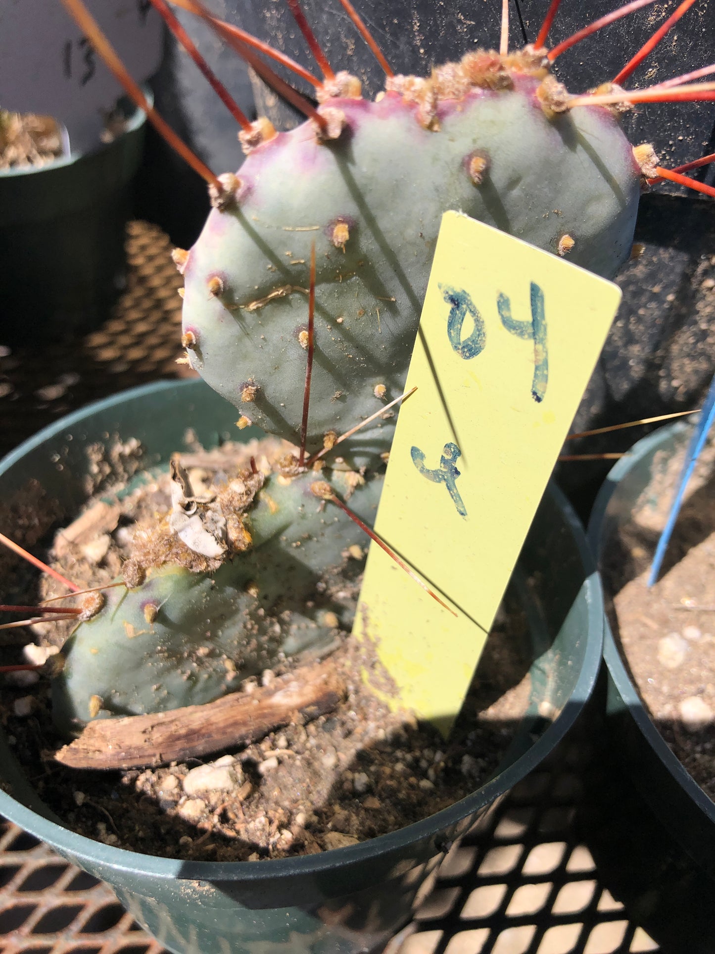 Opuntia Santa Rita Purple Prickly Pear 4"Tall #04Y