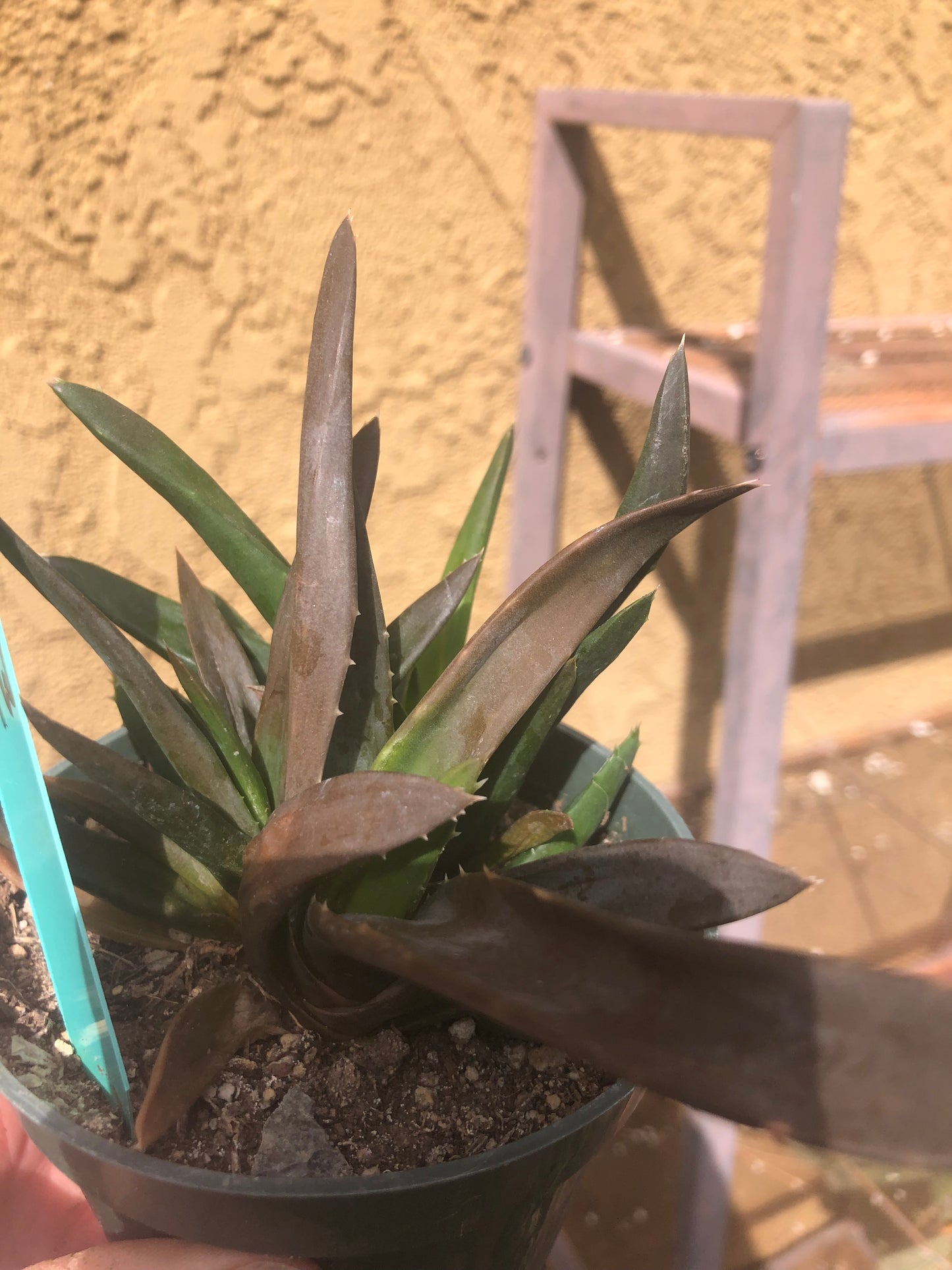 Gasteria nigricans monstrose 4" Wide #1G