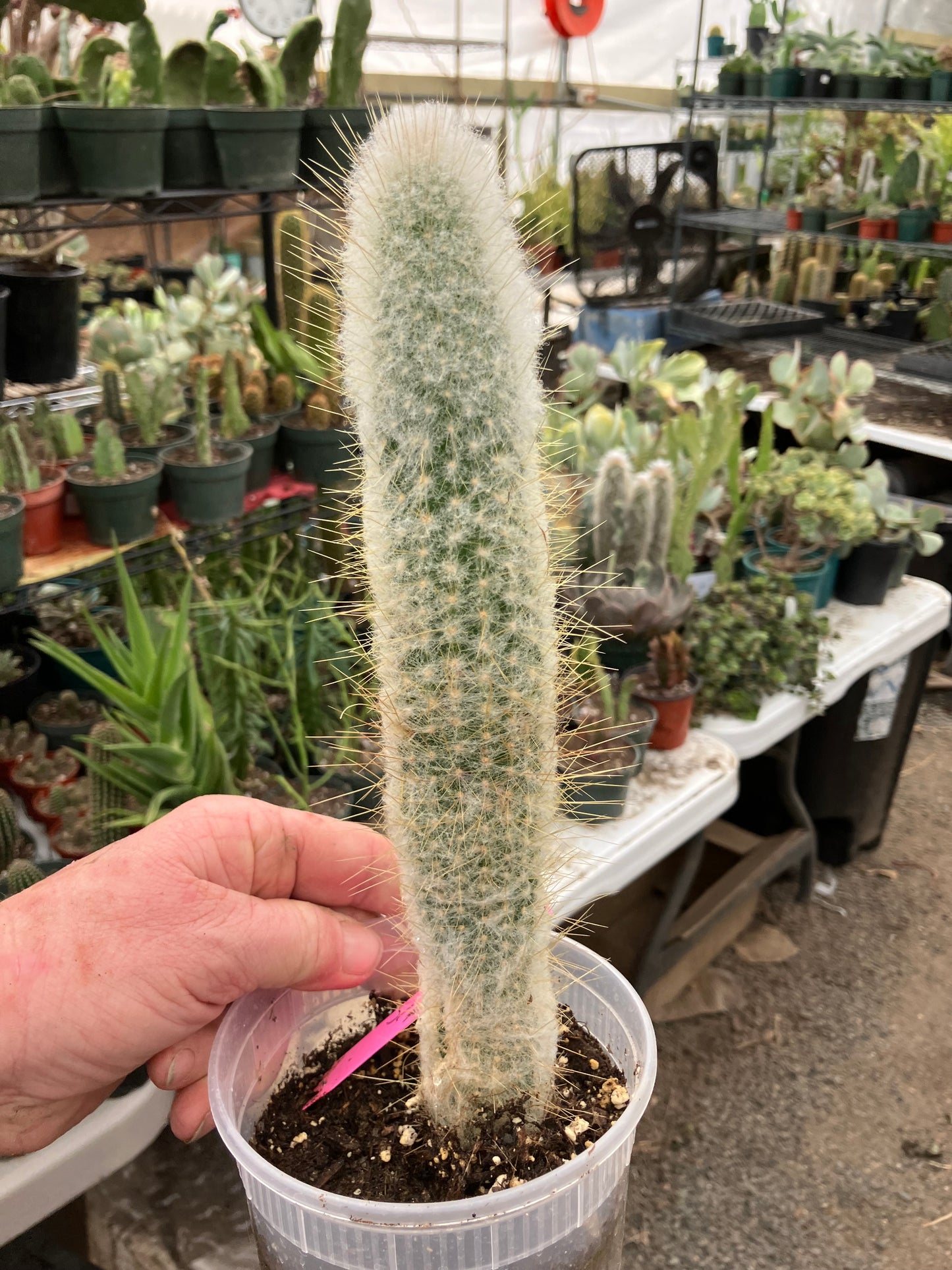 Cleistocactus Strausii Silver Torch Cactus 10”Tall #180P