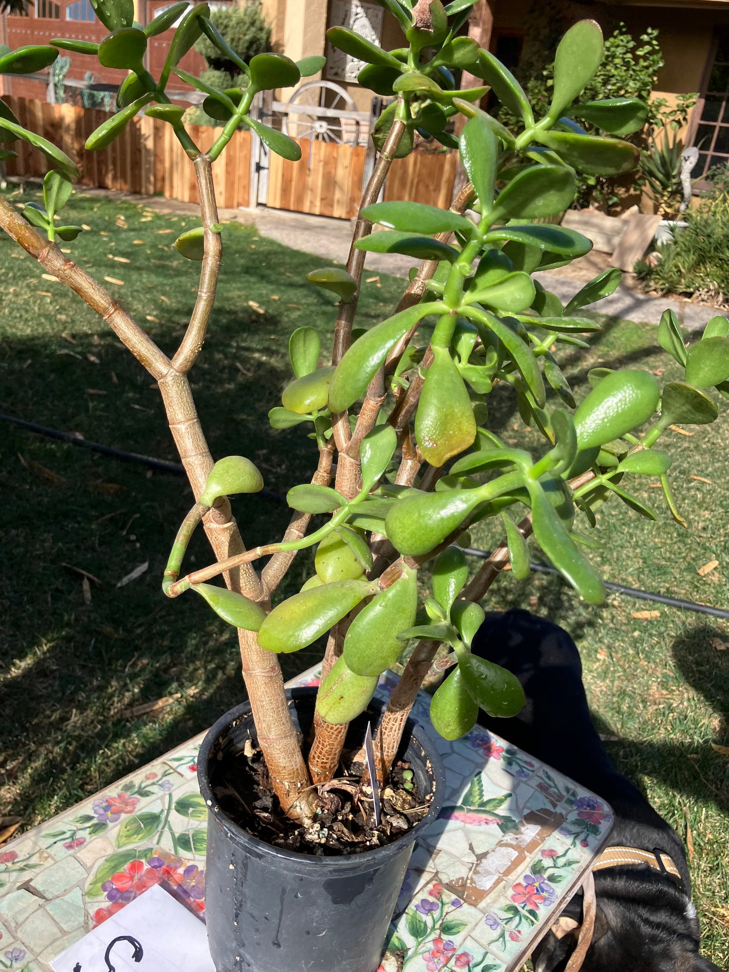 Crassula Ovata Money Jade 21”T 19”W #2W