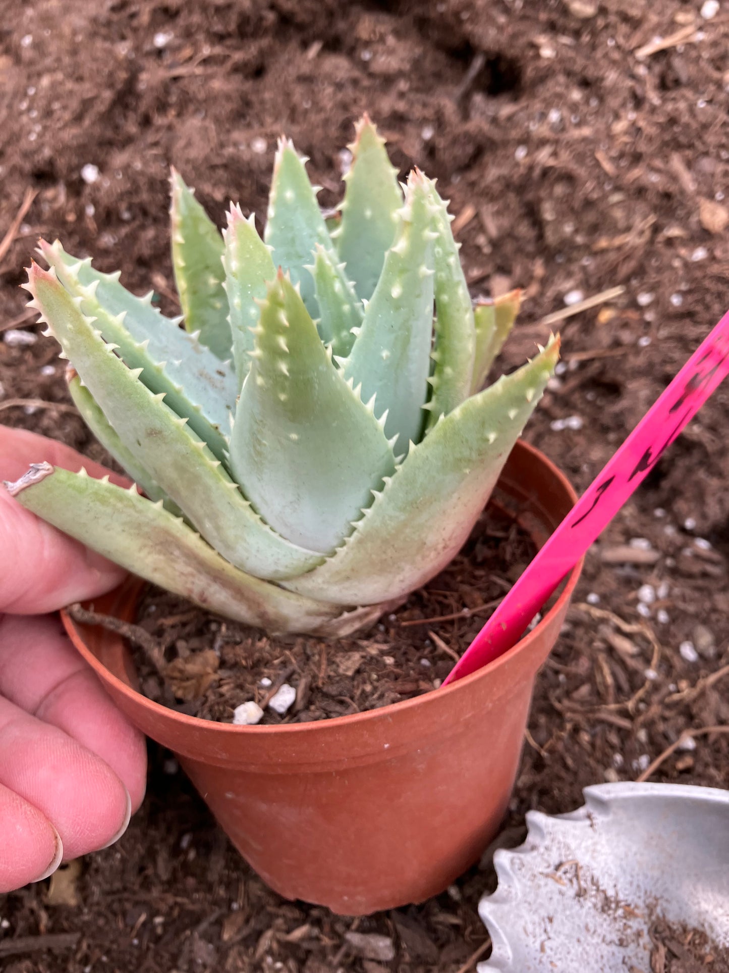 Aloe Brevifolia Short Leaf Aloe  Succulent 3" Wide #21P