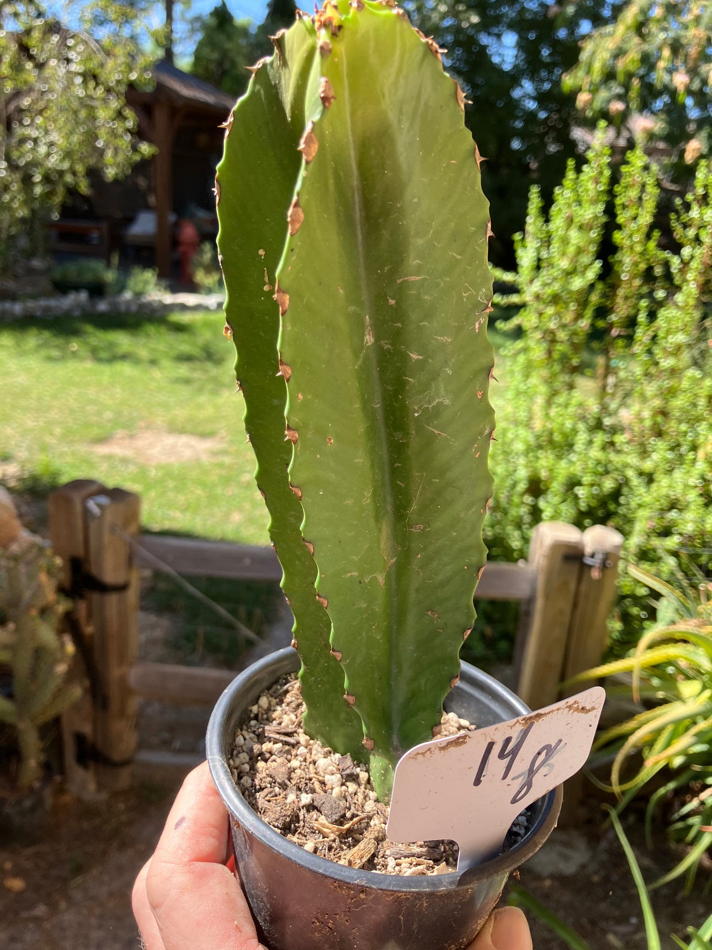 Euphorbia ingens Candelabra Tree Chocolate Drop 8”Tall #14W