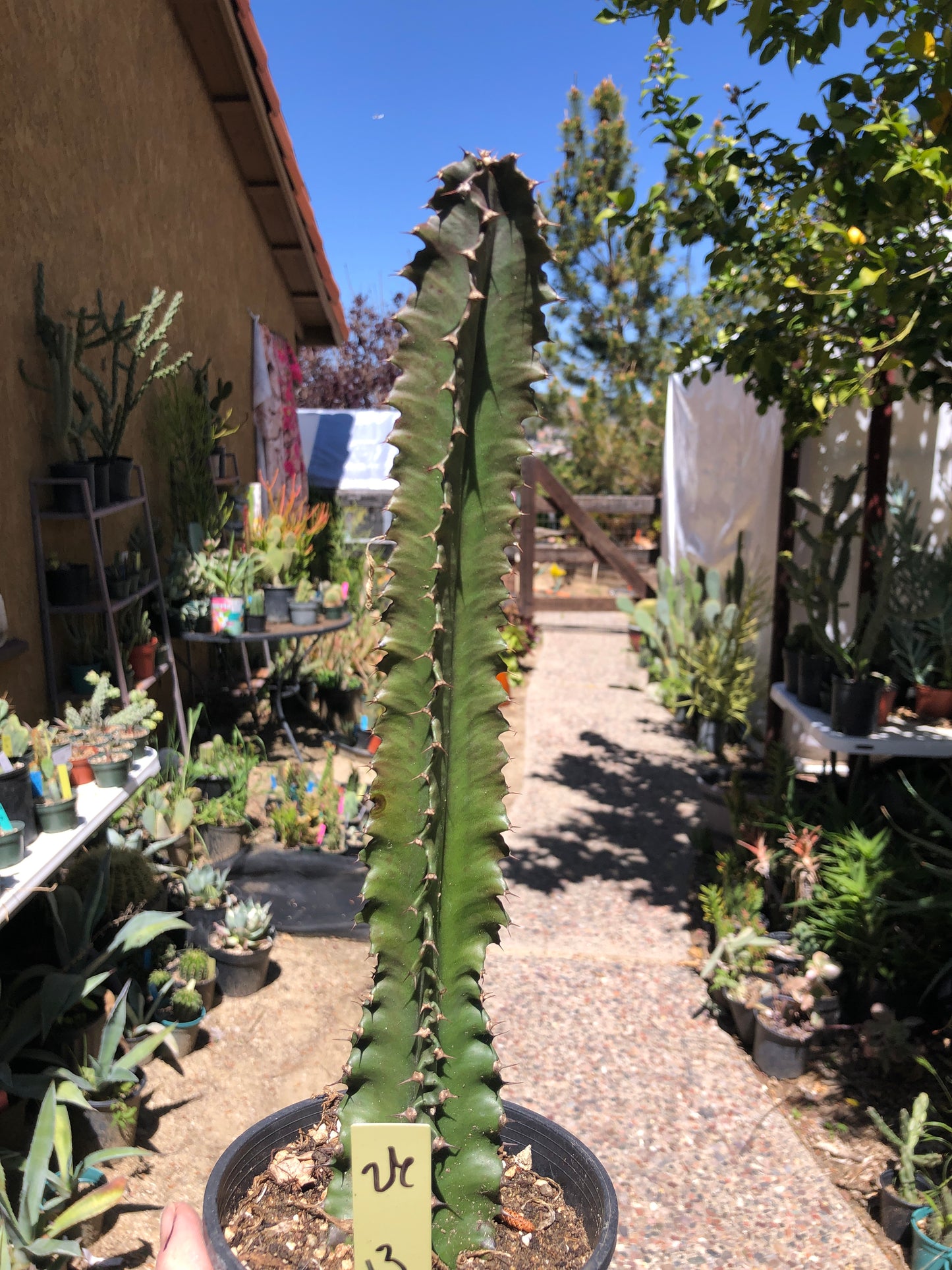 Euphorbia ingens Chocolate Drop 13”Tall #26Y*