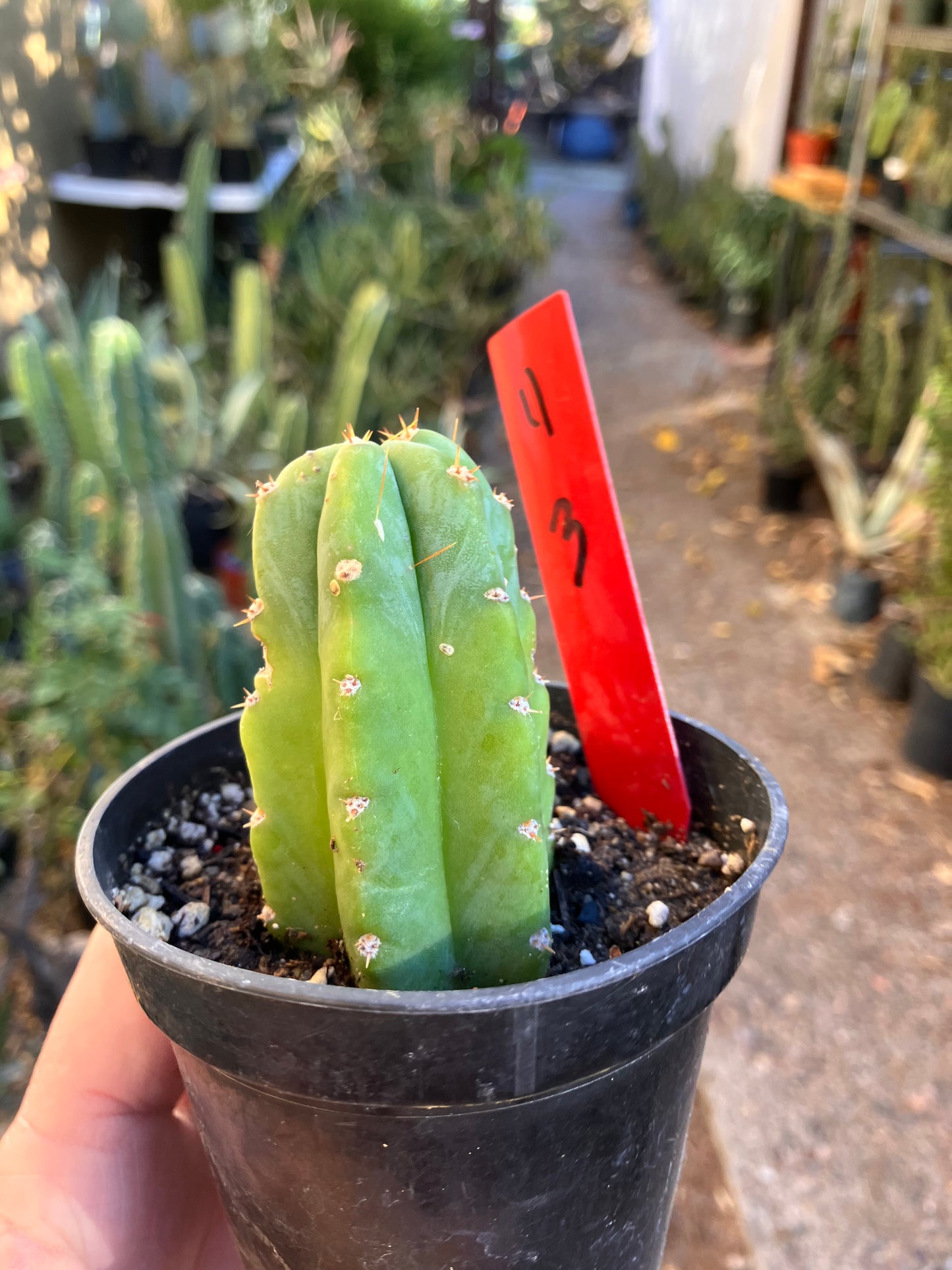 San Pedro Cactus - Trichocereus pachanoi 3"Tall #4R