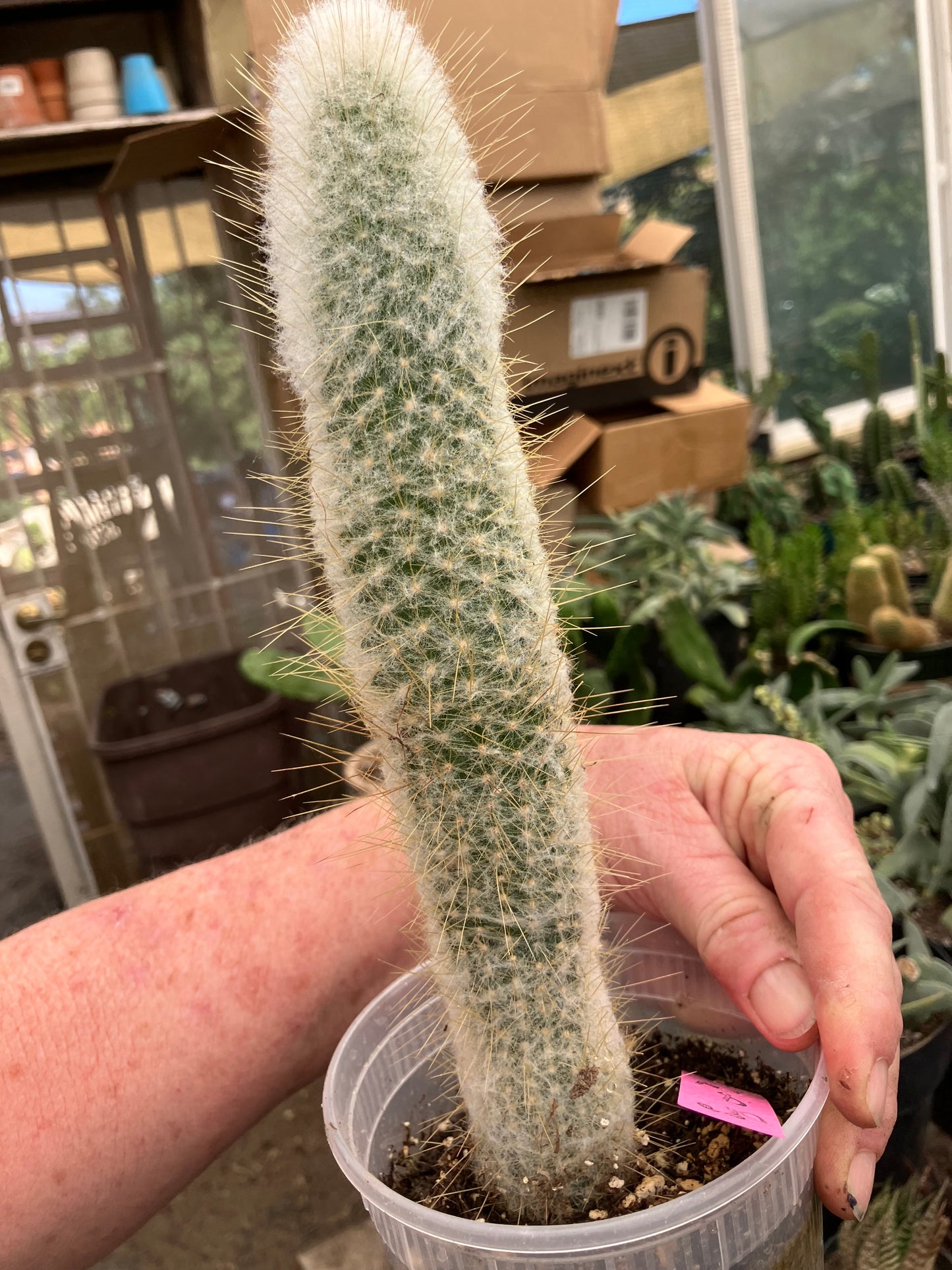 Cleistocactus Strausii Silver Torch Cactus 10”Tall #180P