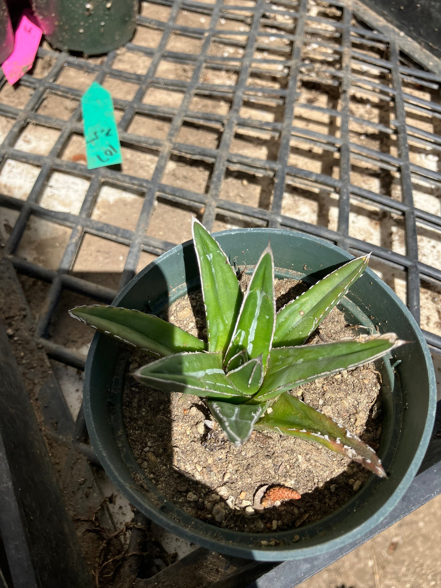 Agave victoriae reginae Queen Victoria  4" Wide #10G