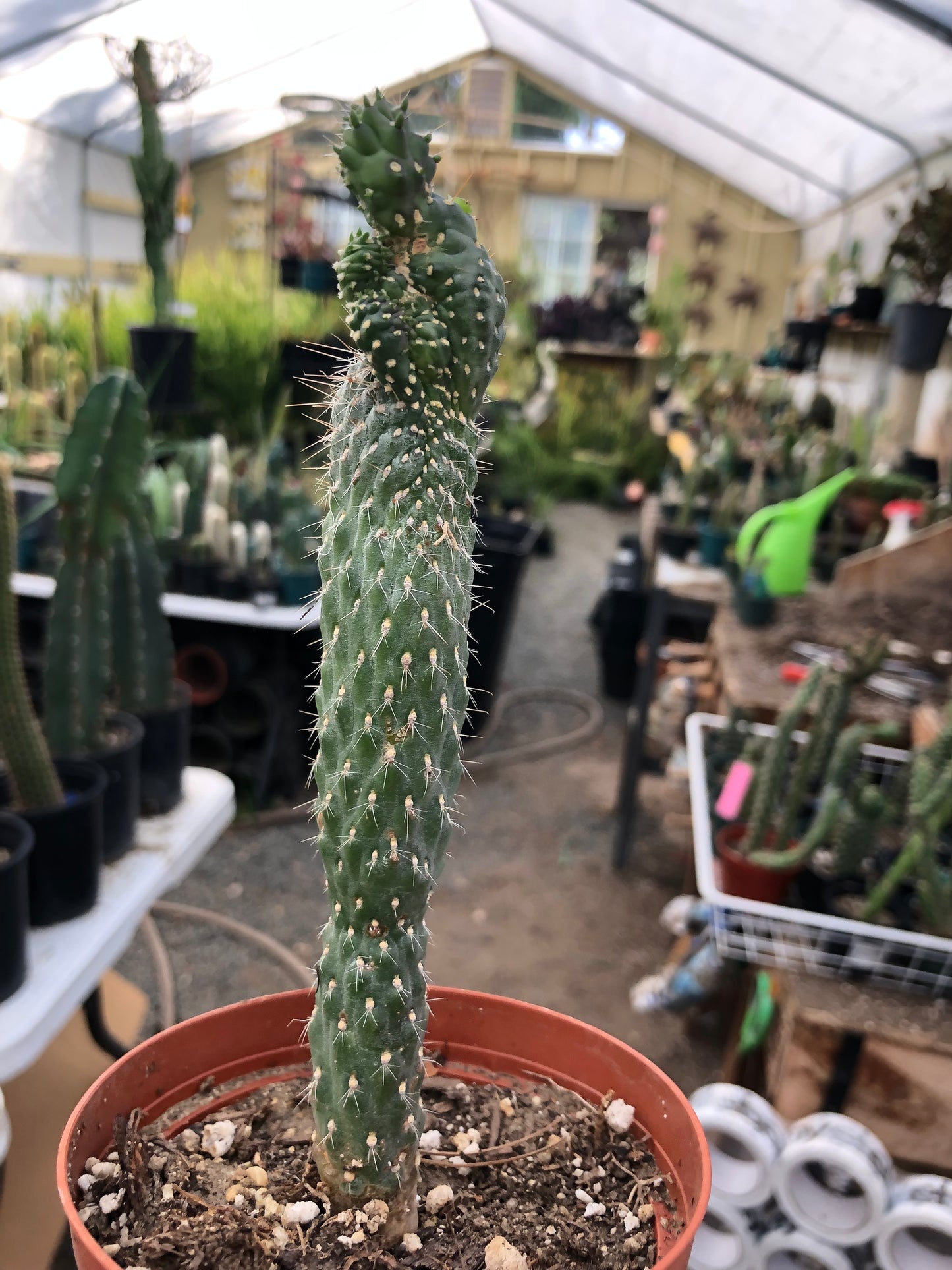 Cylindropuntia fulgida Cholla Boxing Glove Cactus Crest 6.5"Tall #63W