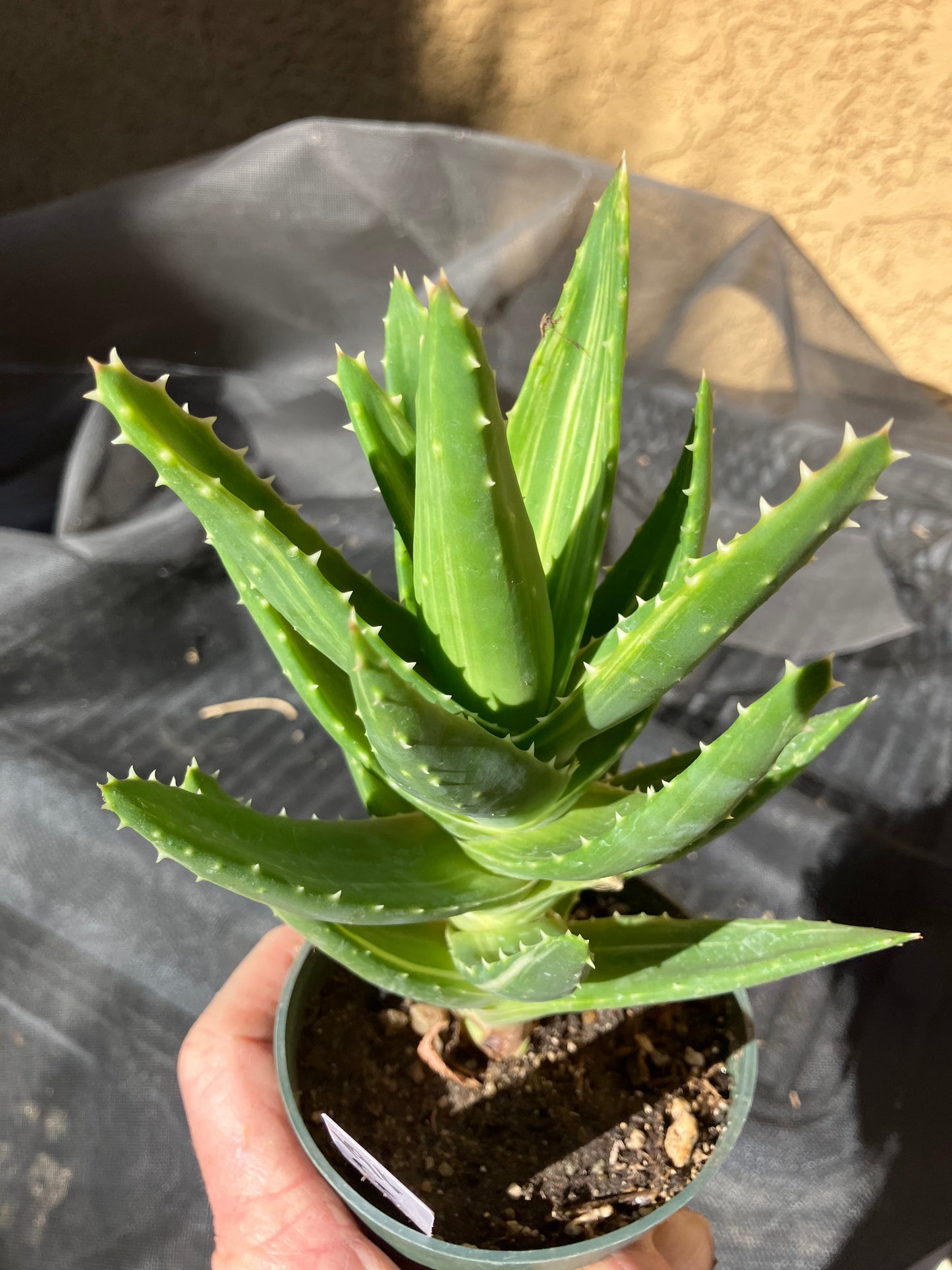 Aloe nobilis  Succulent 6" Tall #196W