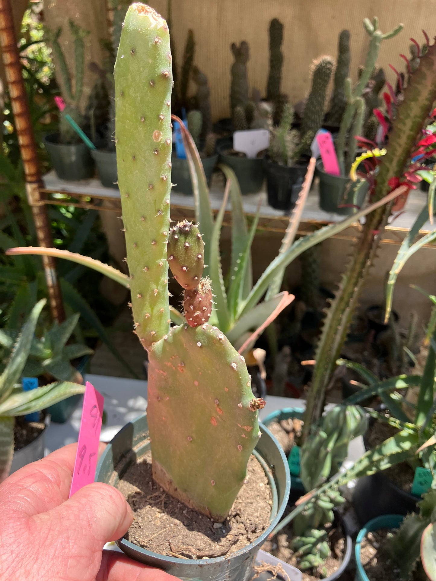 Opuntia Emerald wave Cactus 9”Tall 5" Wide #91P