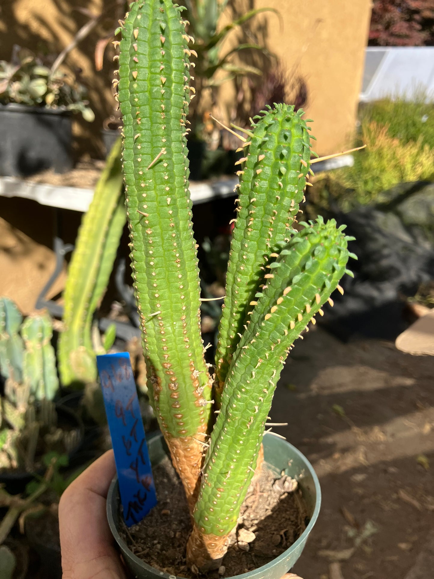 Euphorbia mammillarias Green Corn Cob 9"Tall #968B