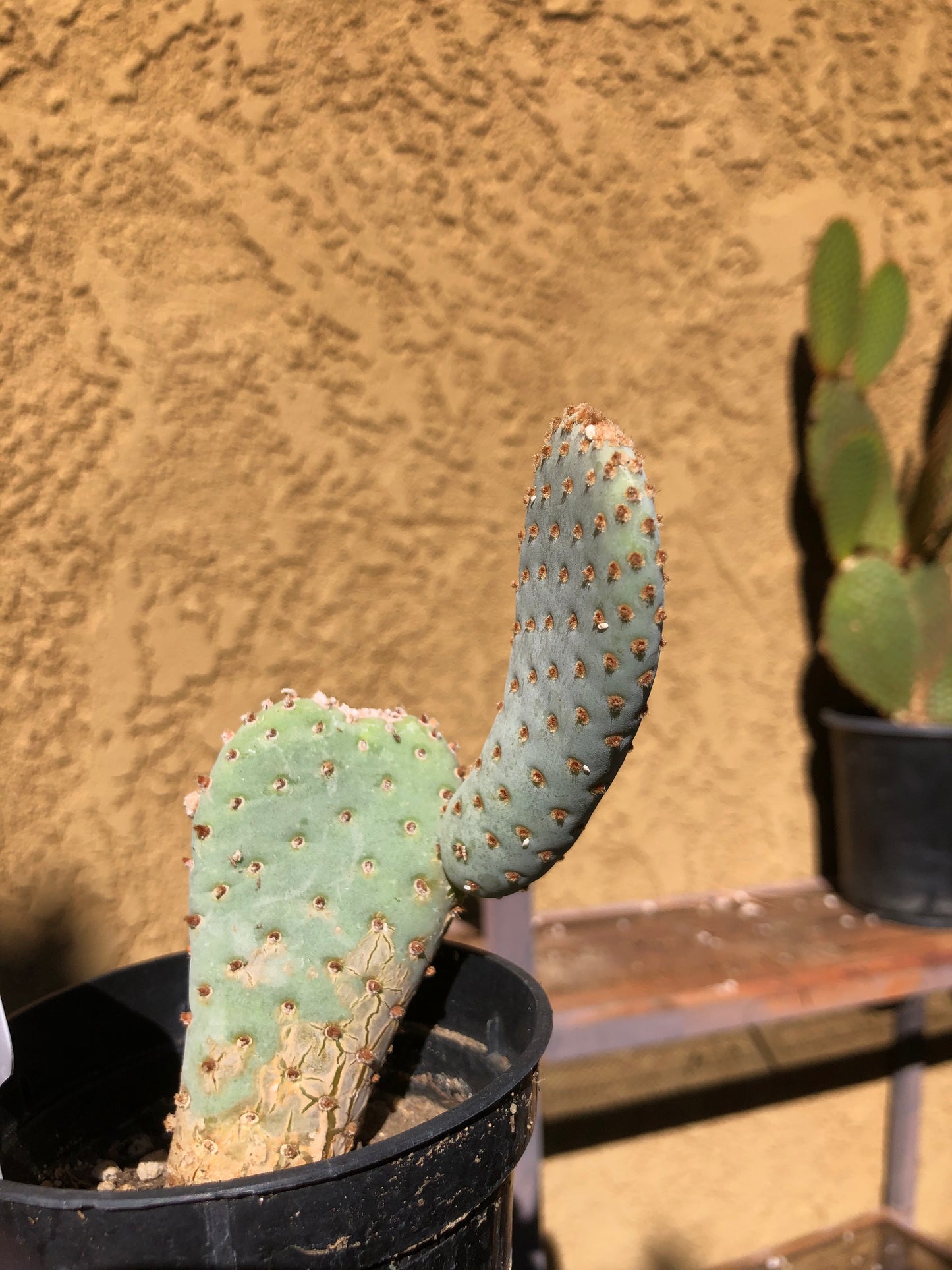 Opuntia Basilaris Beavertail Cactus 4.5"Tall #54W