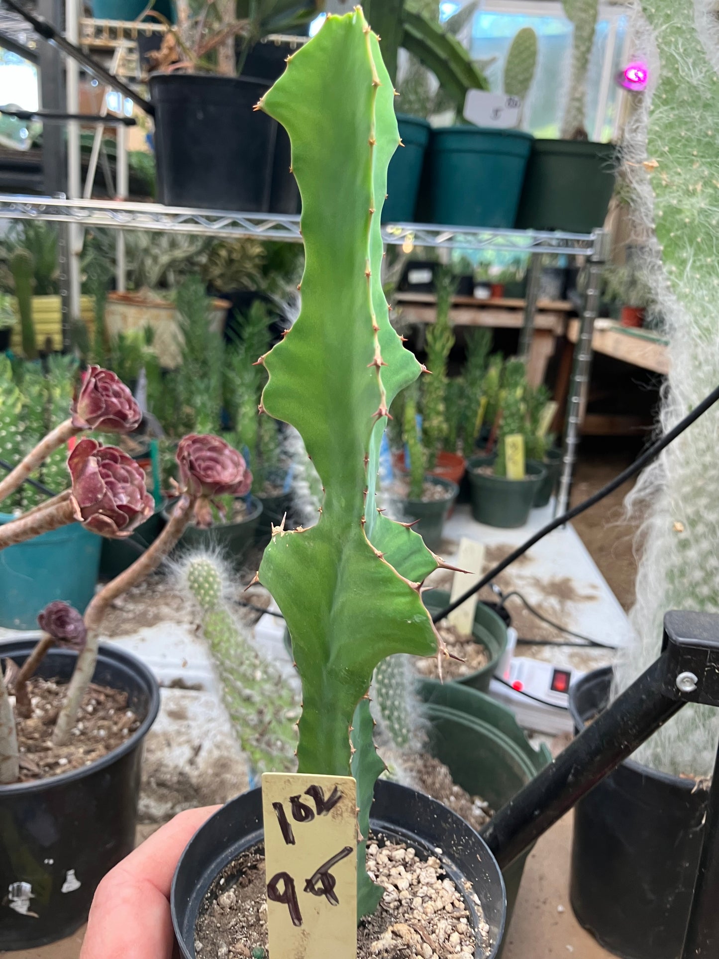 Euphorbia pseudocactus Zig Zag 9”Tall #102Y