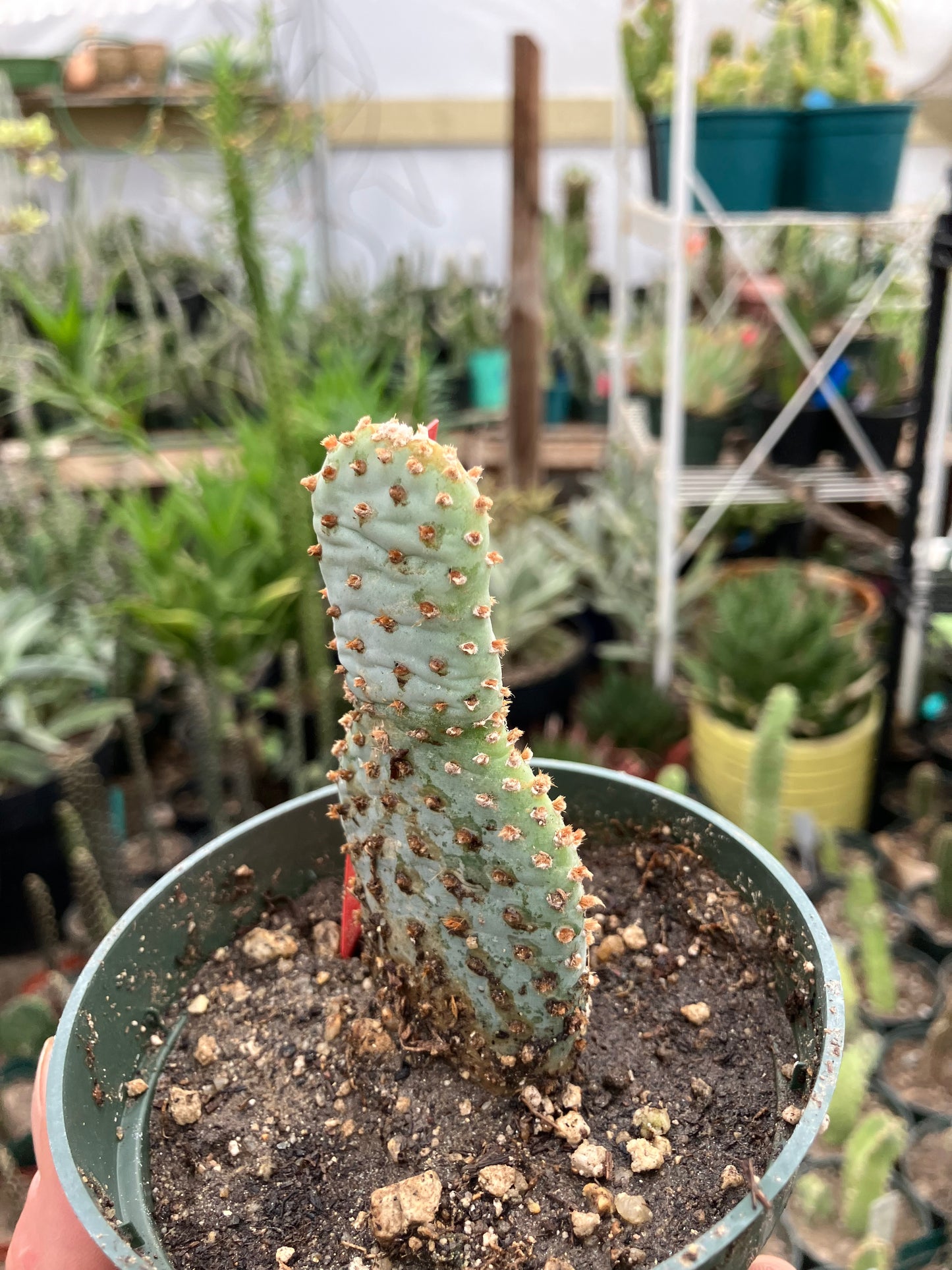 Opuntia Basilaris Beavertail Cactus 4"Tall #54R