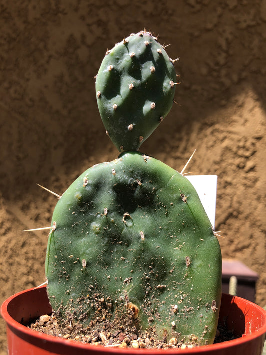 Opuntia Red Buttons Cactus 5" Tall #50W
