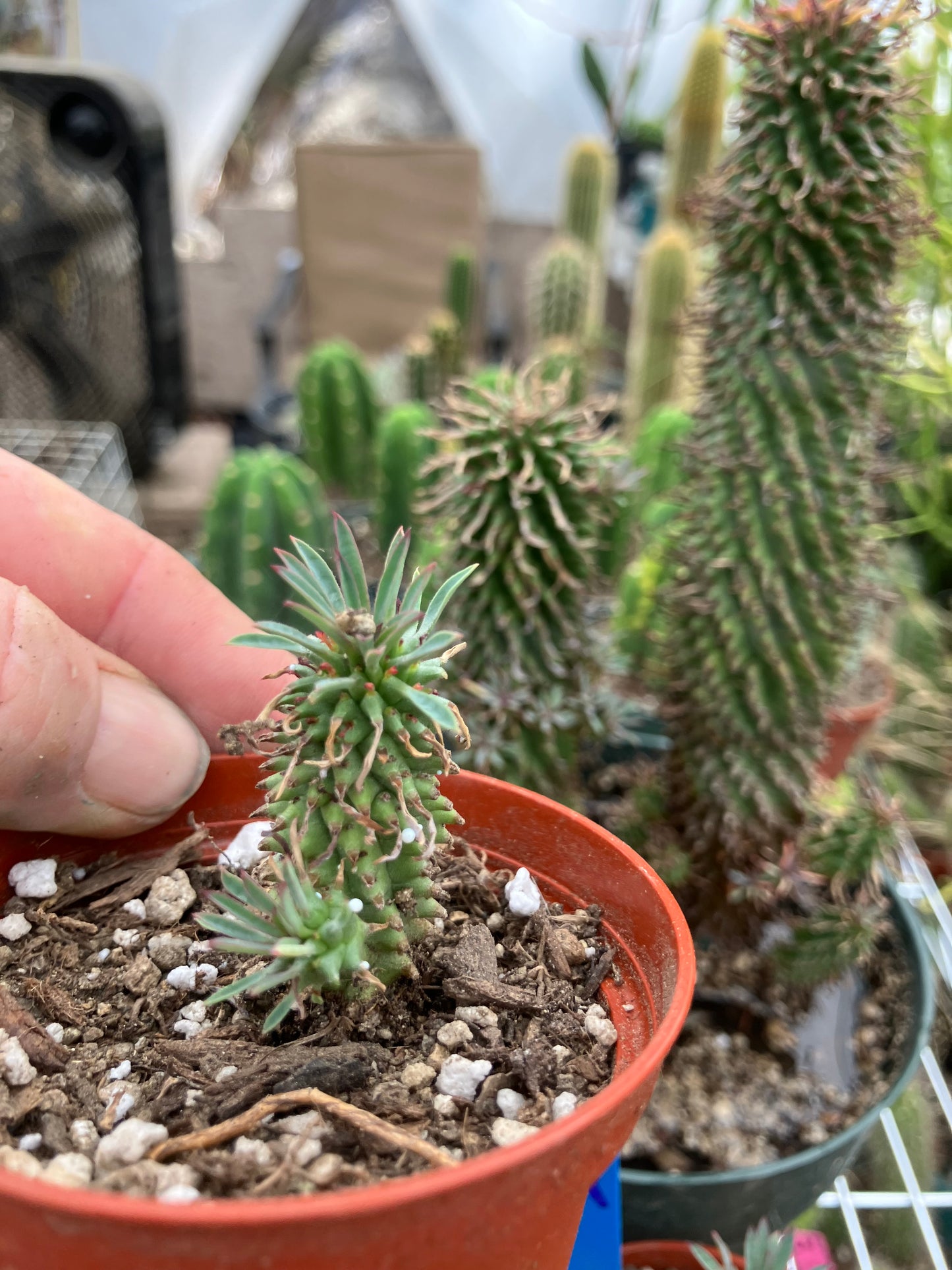 Euphorbia Twinkle Twirl  2" Tall #202R