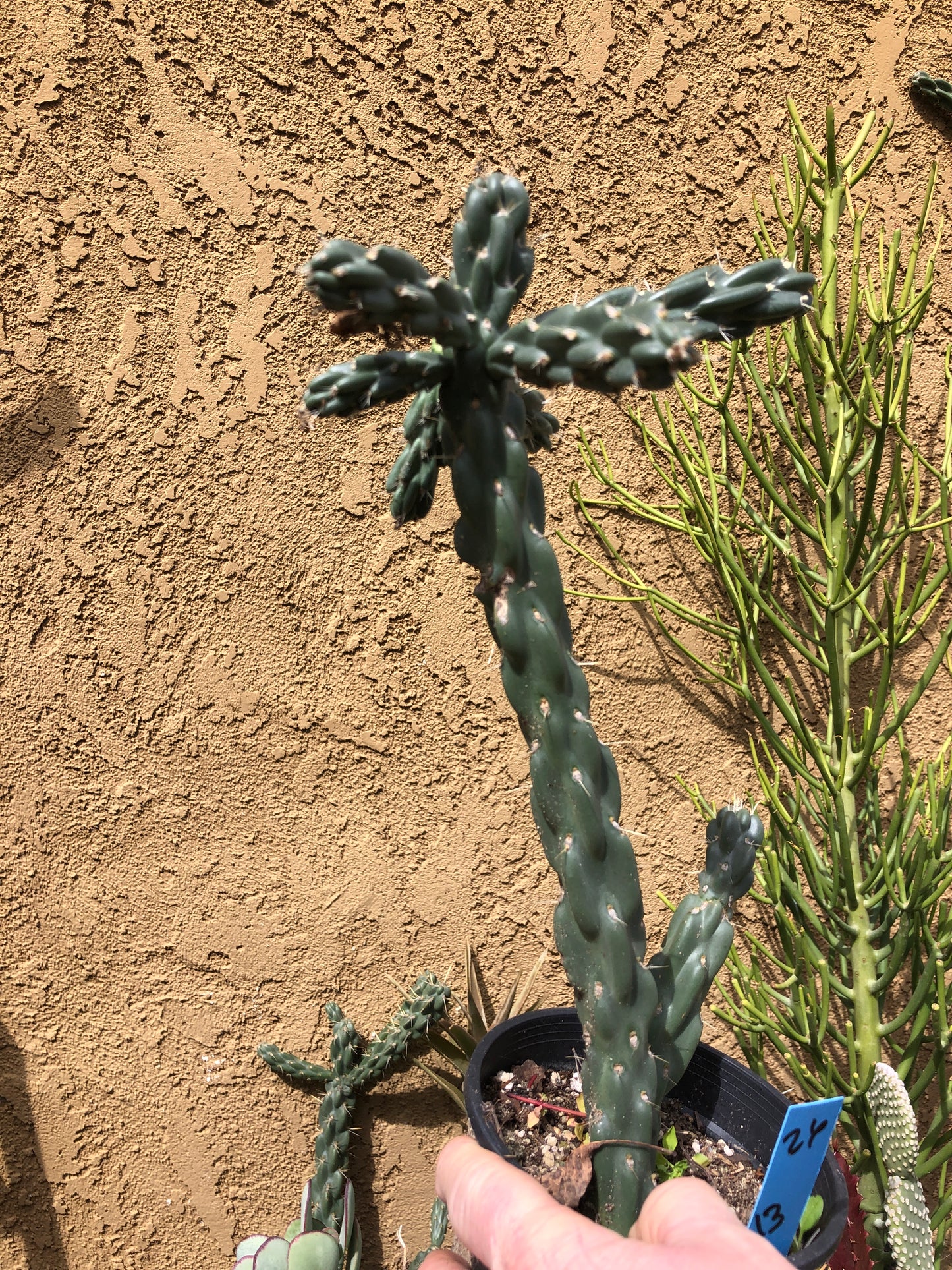 Cholla Cylindropuntia  Buckhorn 13”Tall #26B